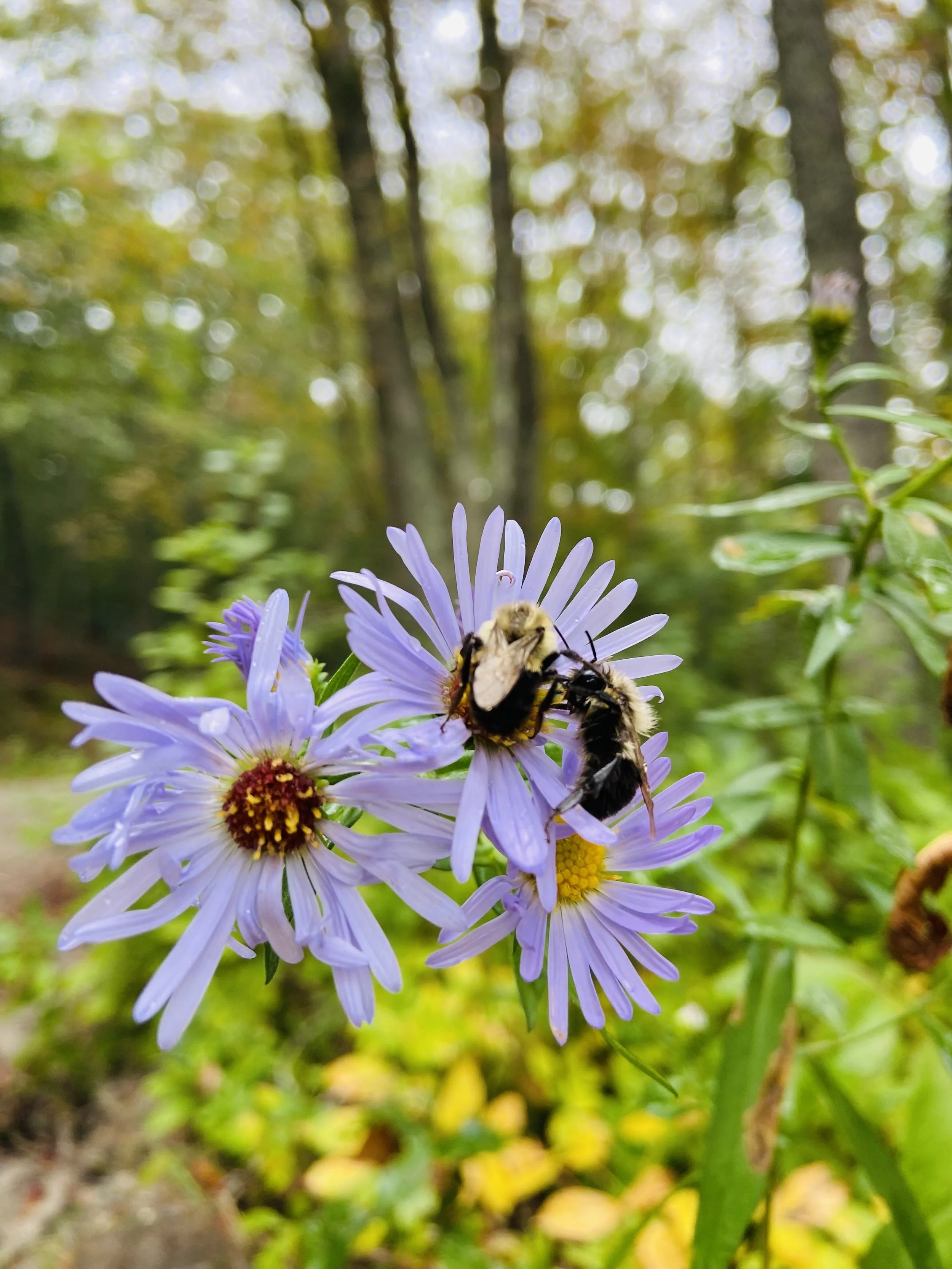Close-up of purple flowers with bees collecting nectar in a forested area.