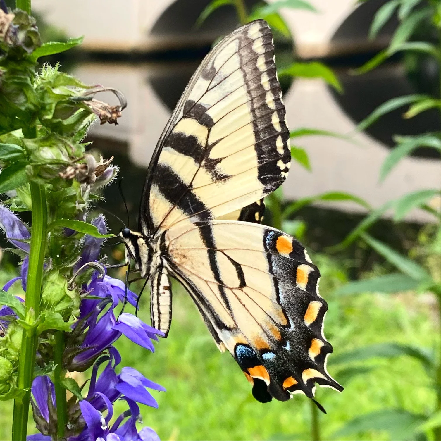 A large yellow and black butterfly with orange and blue markings on its wings resting on purple flowers.