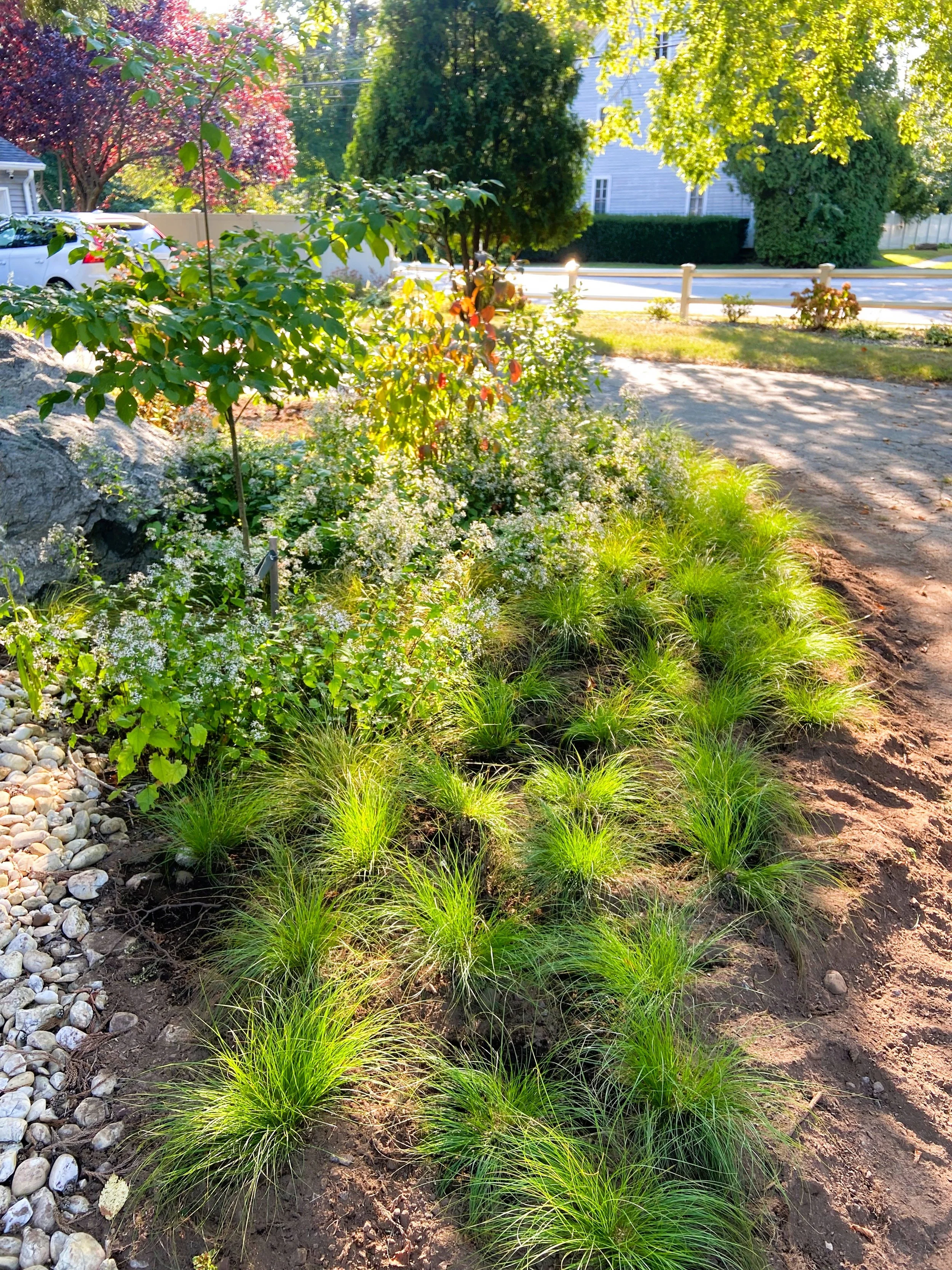 Front yard garden with green grass plants, flowering shrubs, and trees, near a sidewalk and street with cars parked nearby.