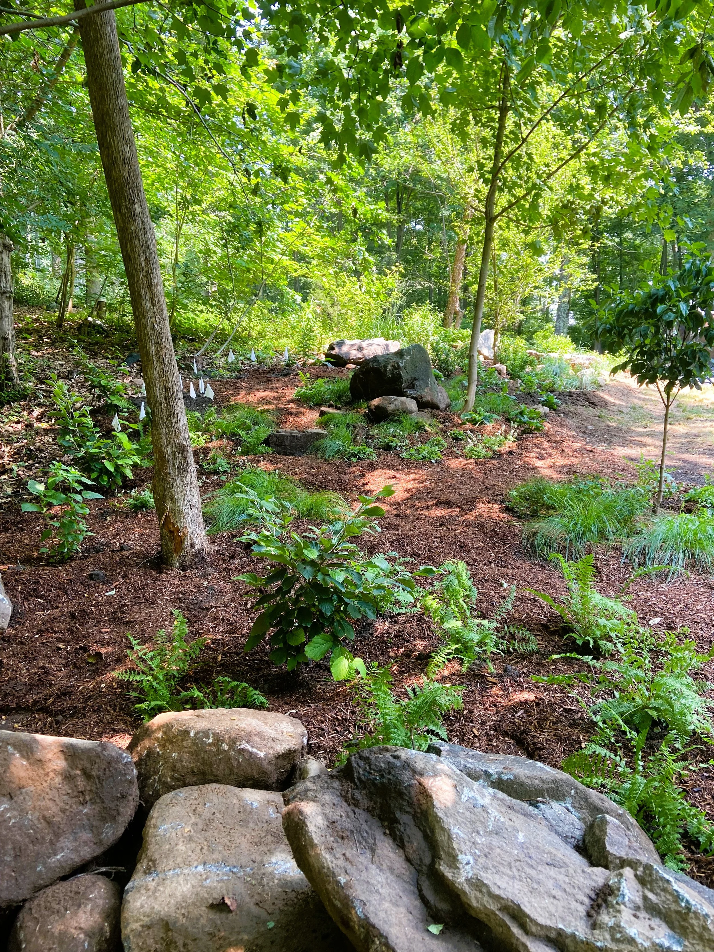A wooded garden path with rocks, green plants, and trees, lit by sunlight.