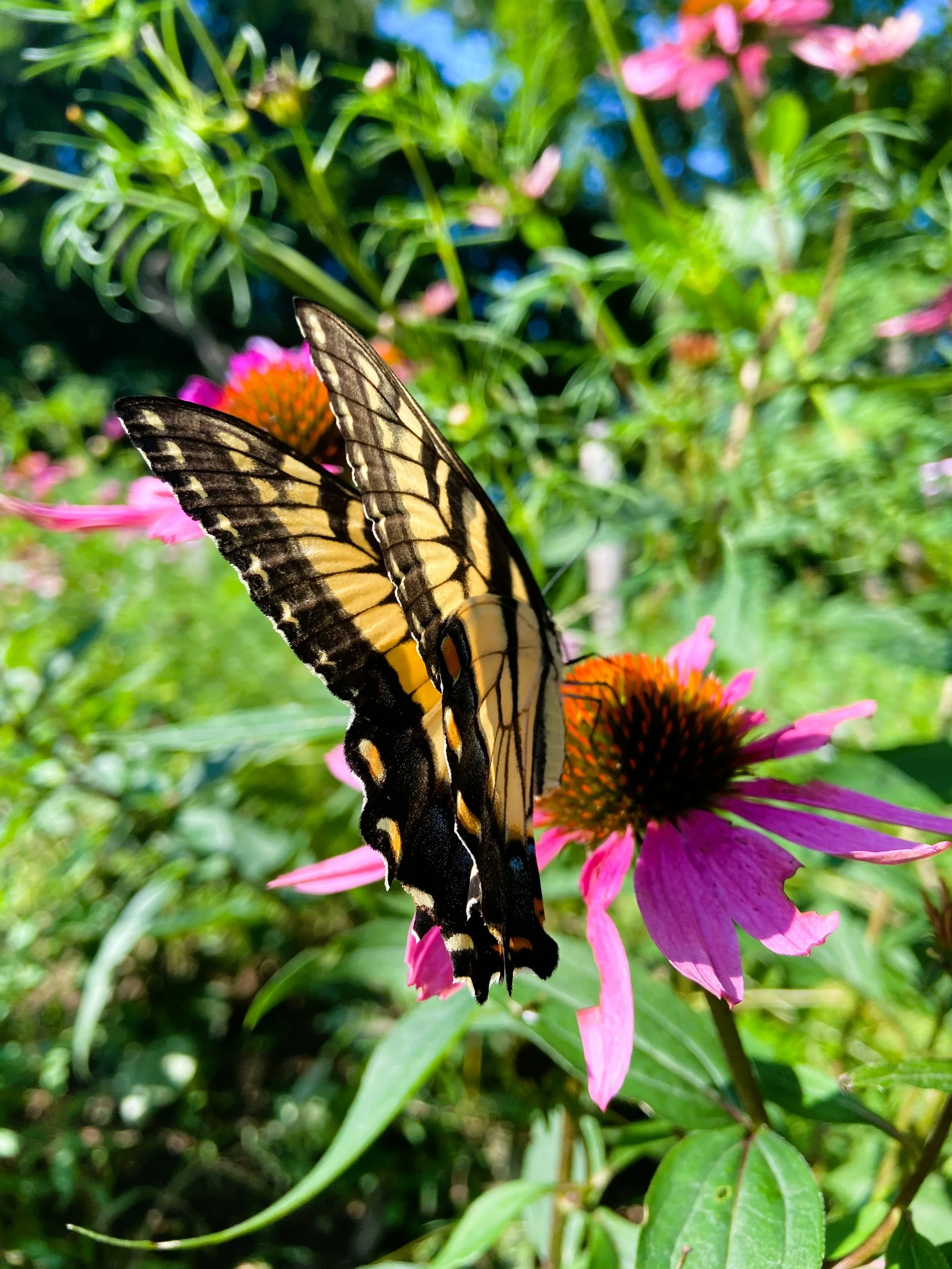 A yellow and black butterfly perched on a pink flower with a green garden background.