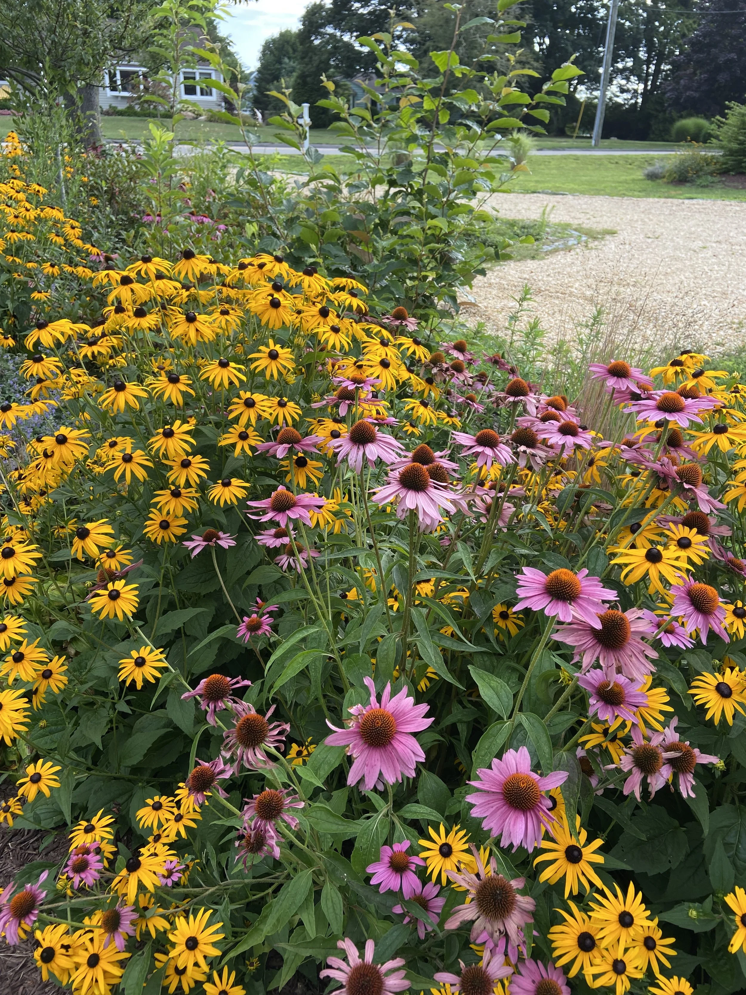 A garden bed with yellow and pink coneflowers in bloom, surrounded by green foliage, with a gravel path and a street with trees and houses in the background.