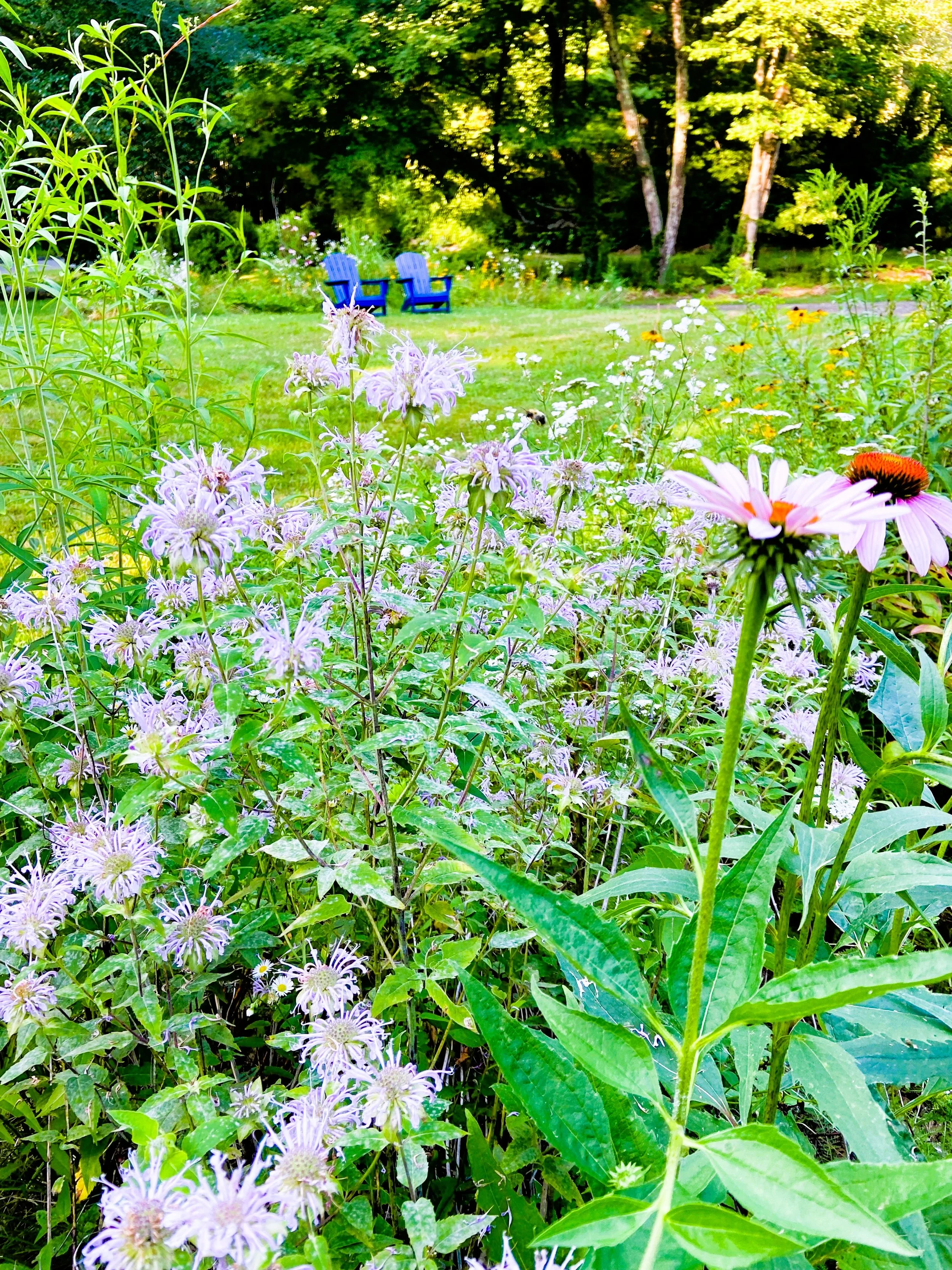 A garden with purple flowers in the foreground, and a lawn with blue Adirondack chairs and trees in the background.