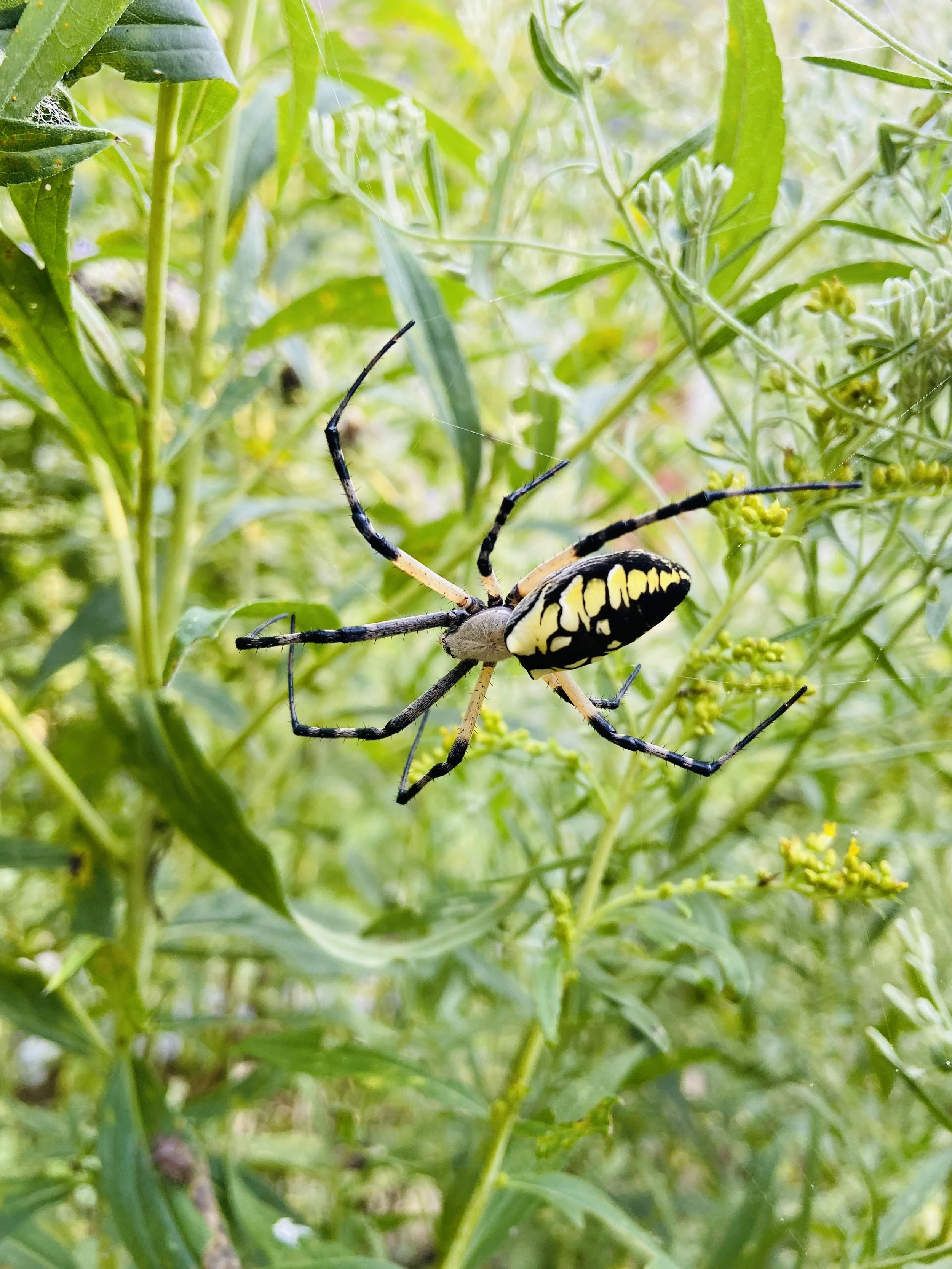 A spider with black and yellow markings on its abdomen, hanging on a web among green plants.