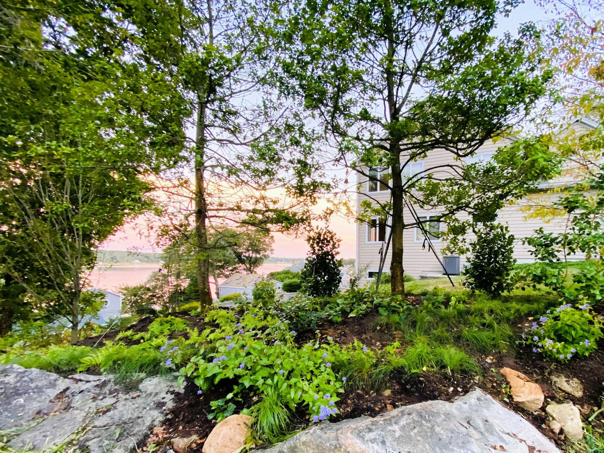 View of a garden with trees, small plants, flowers, rocks, and a house in the background during sunset.