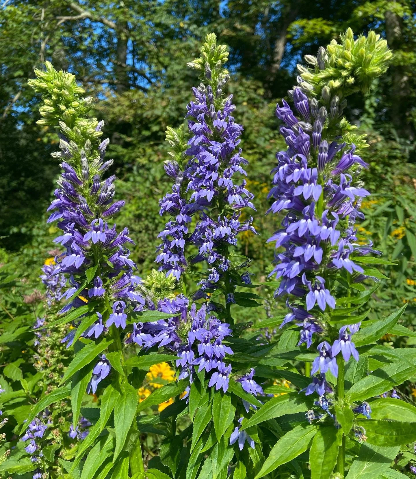 Purple and lavender tall flowering plants in a garden with green leaves and a blue sky in the background.