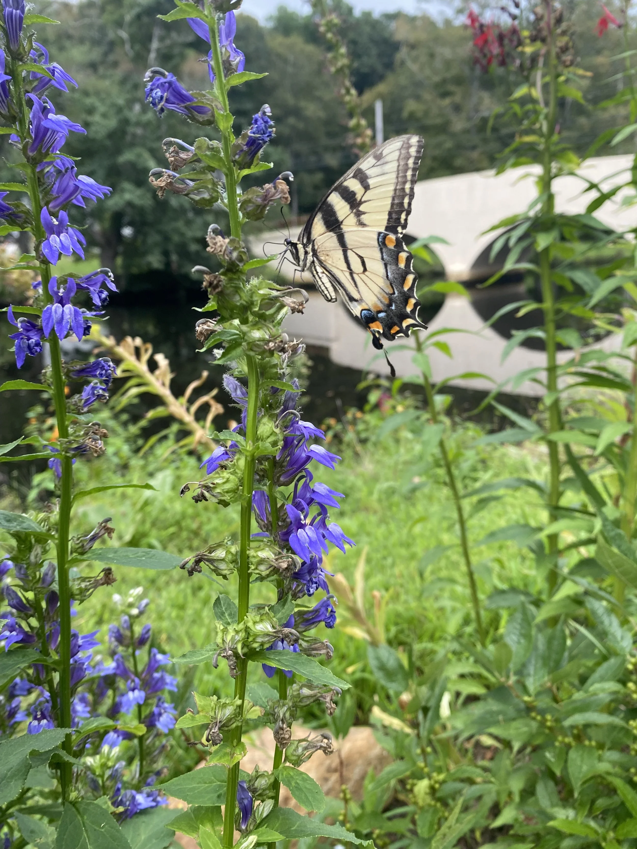 A butterfly perched on a tall purple flowering plant outdoors with green foliage and a white bridge in the background.