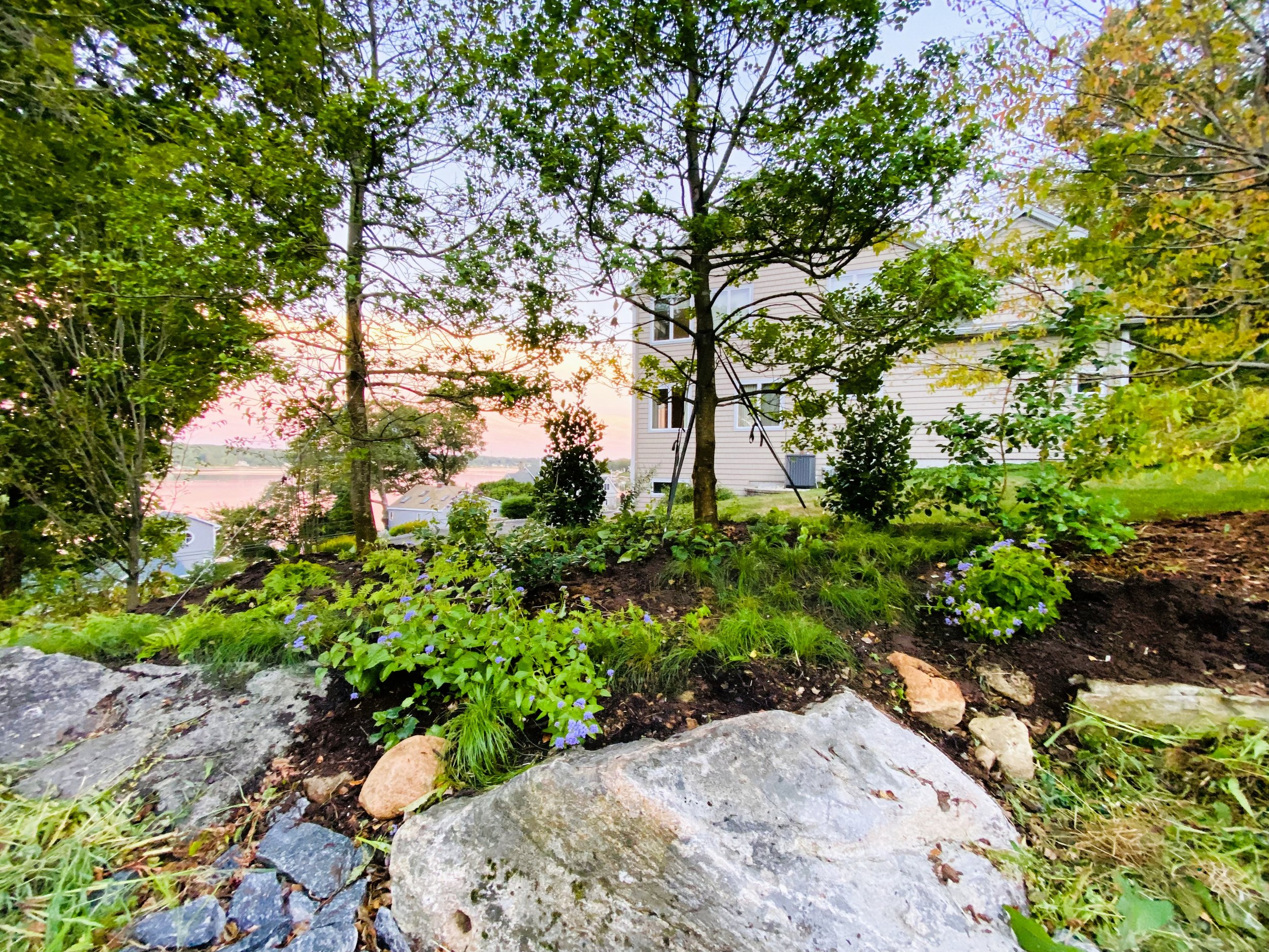 A garden with rocks, green plants, and small shrubs in front of a white house, with trees and a sunset sky in the background.