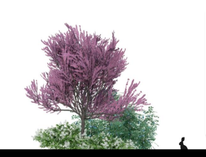 Native Landscape Design