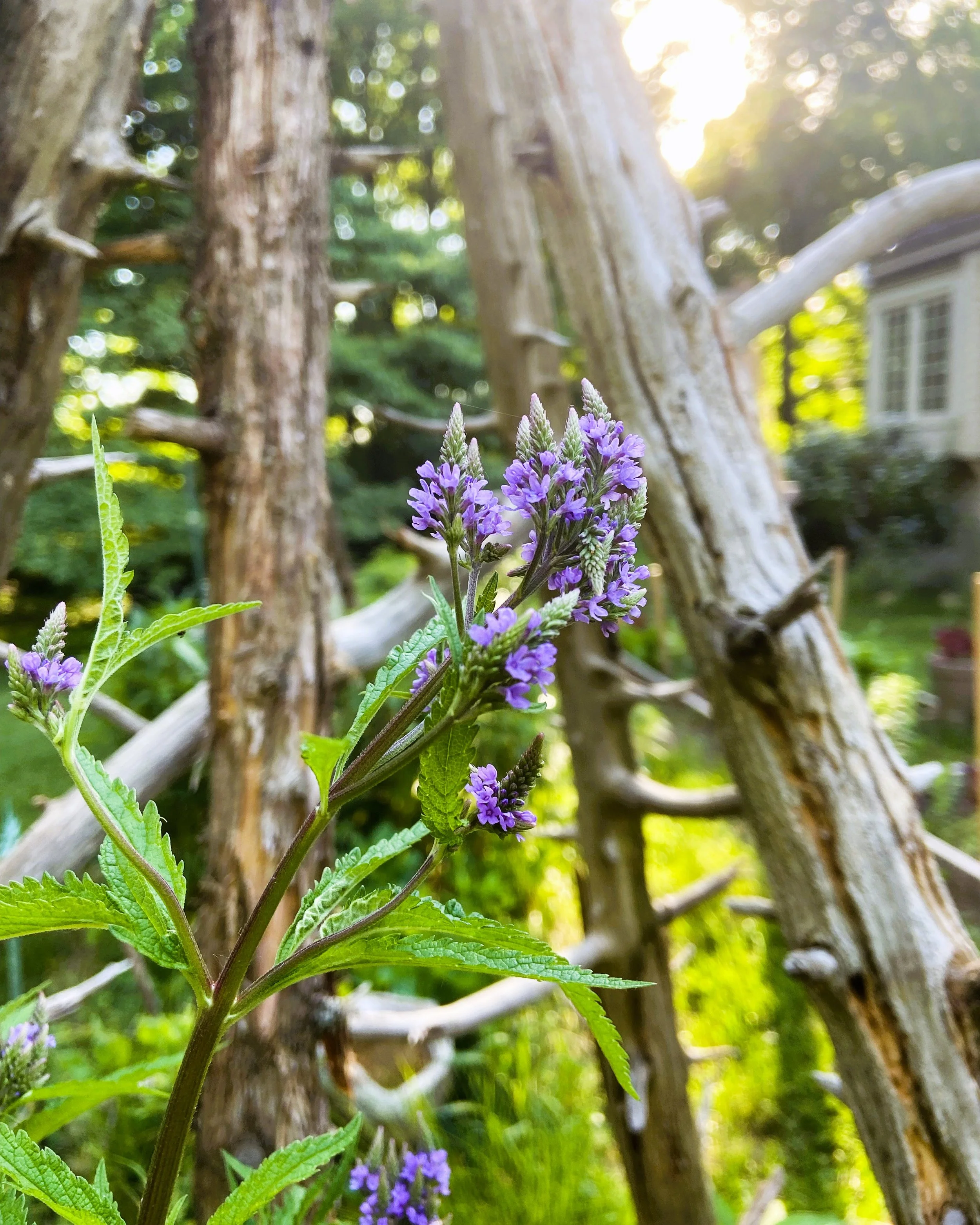 Purple flowering plant with green leaves in front of a textured tree trunk and blurred garden in the background.
