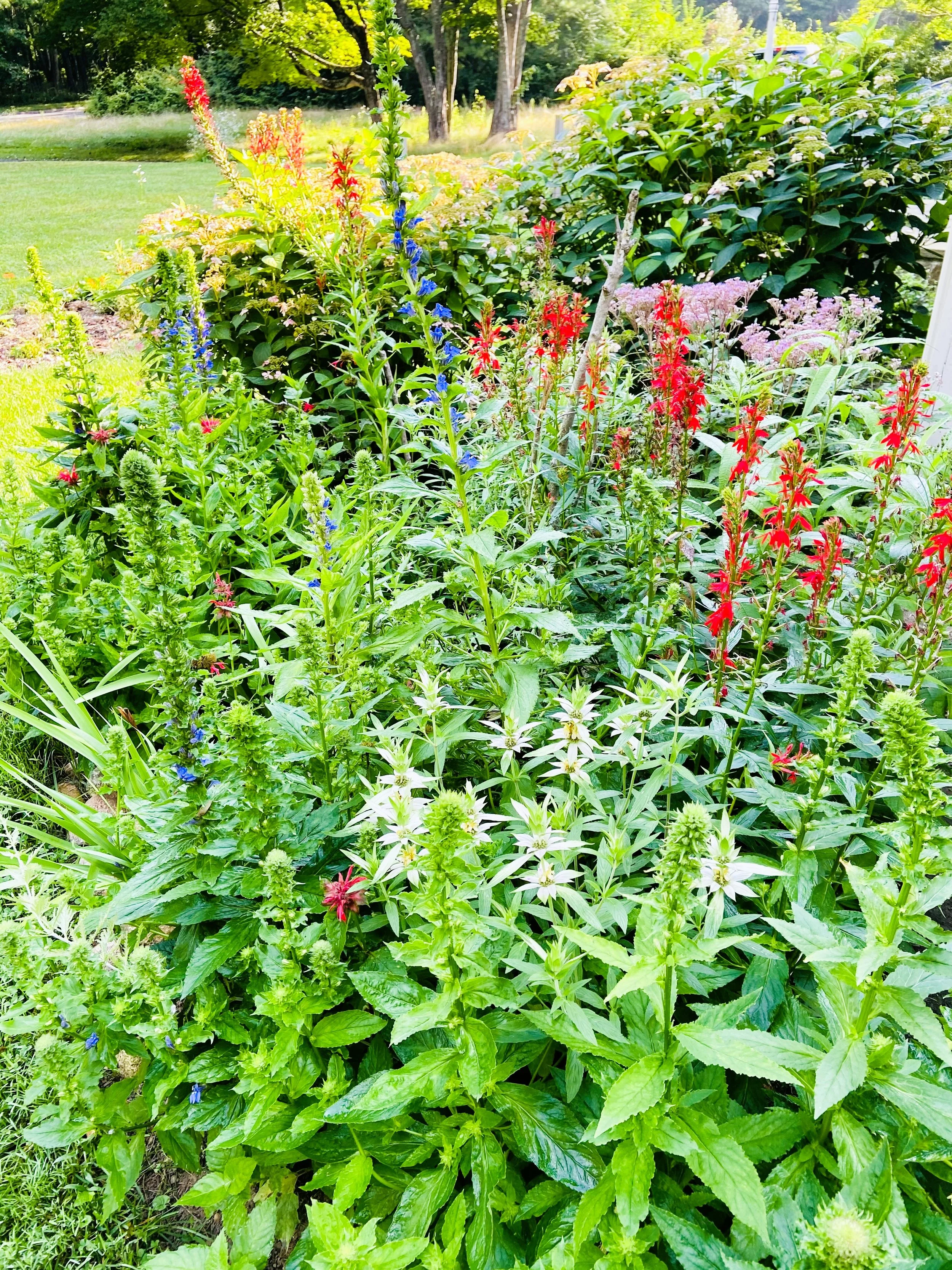 A lush garden with a variety of colorful flowering plants, including red, white, pink, and blue flowers, in front of green shrubs and trees under bright sunlight.