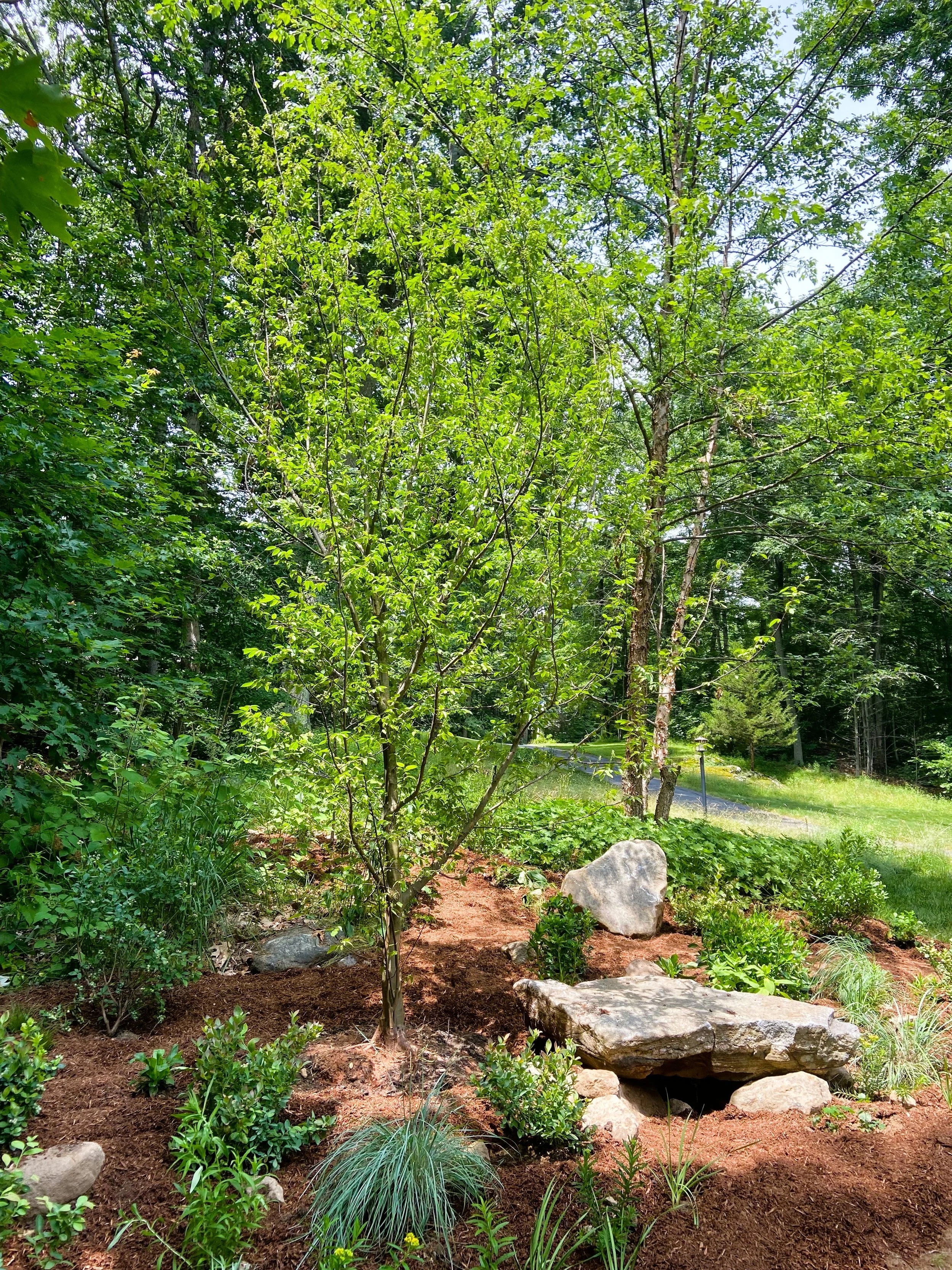 A lush green garden with a young tree at the center, various small plants and rocks, and a grassy area with trees in the background.