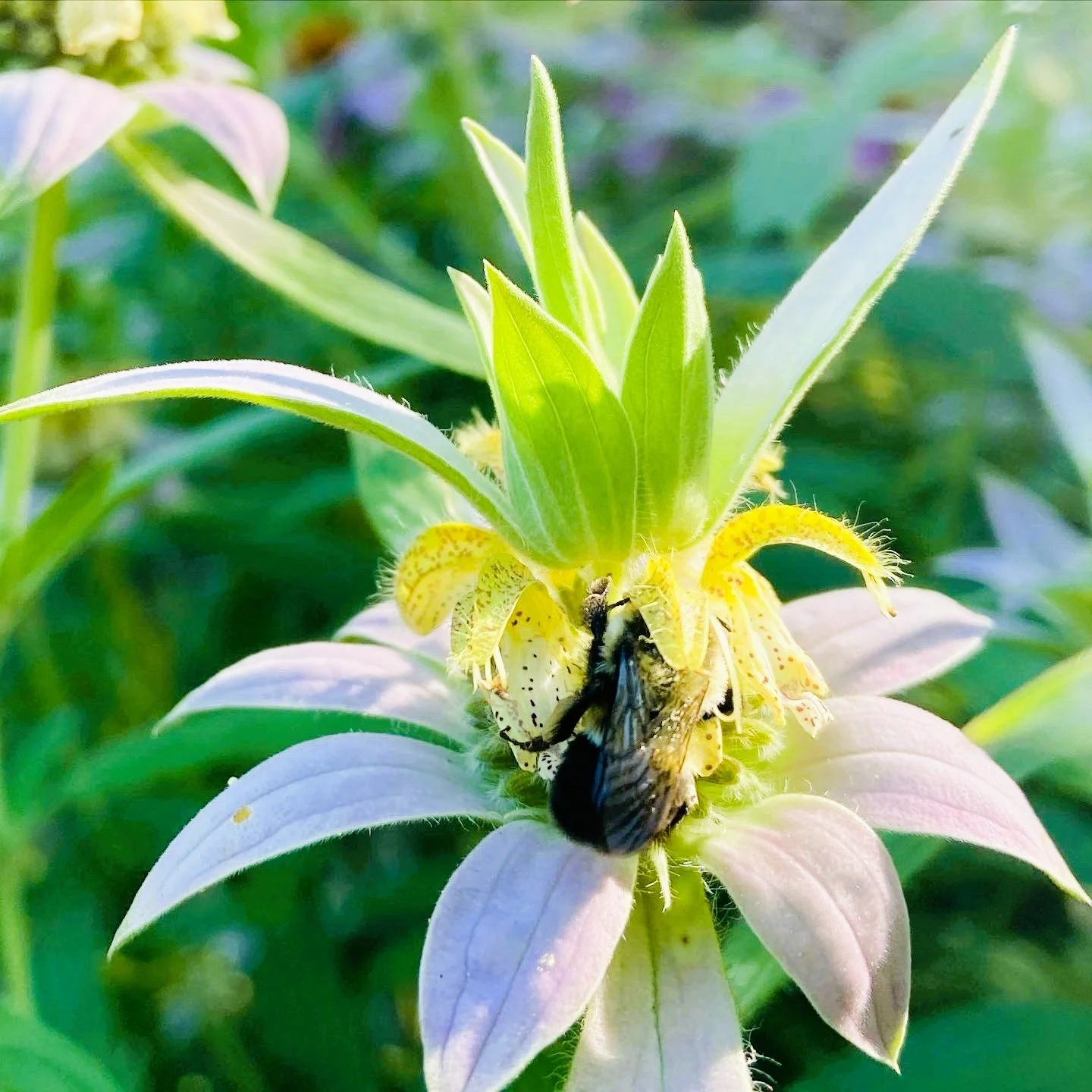A bee collecting nectar from a colorful flower with pinkish-white petals and yellow-green buds.