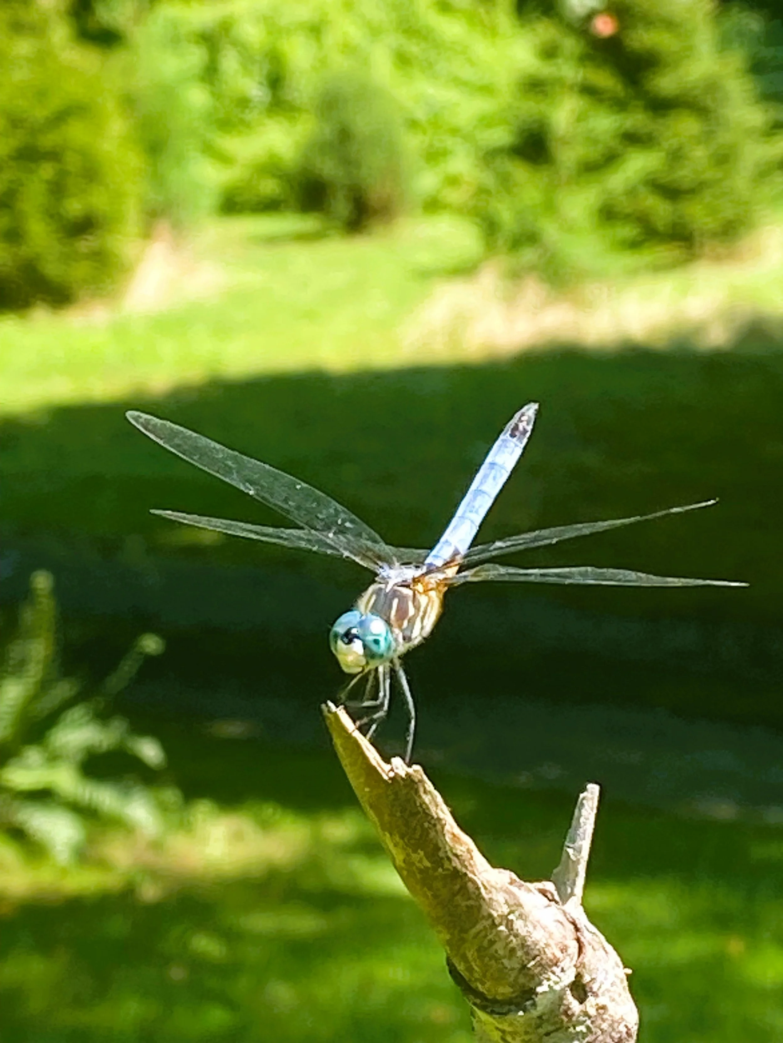 Close-up of a blue dragonfly perched on the tip of a small branch with a lush green background.