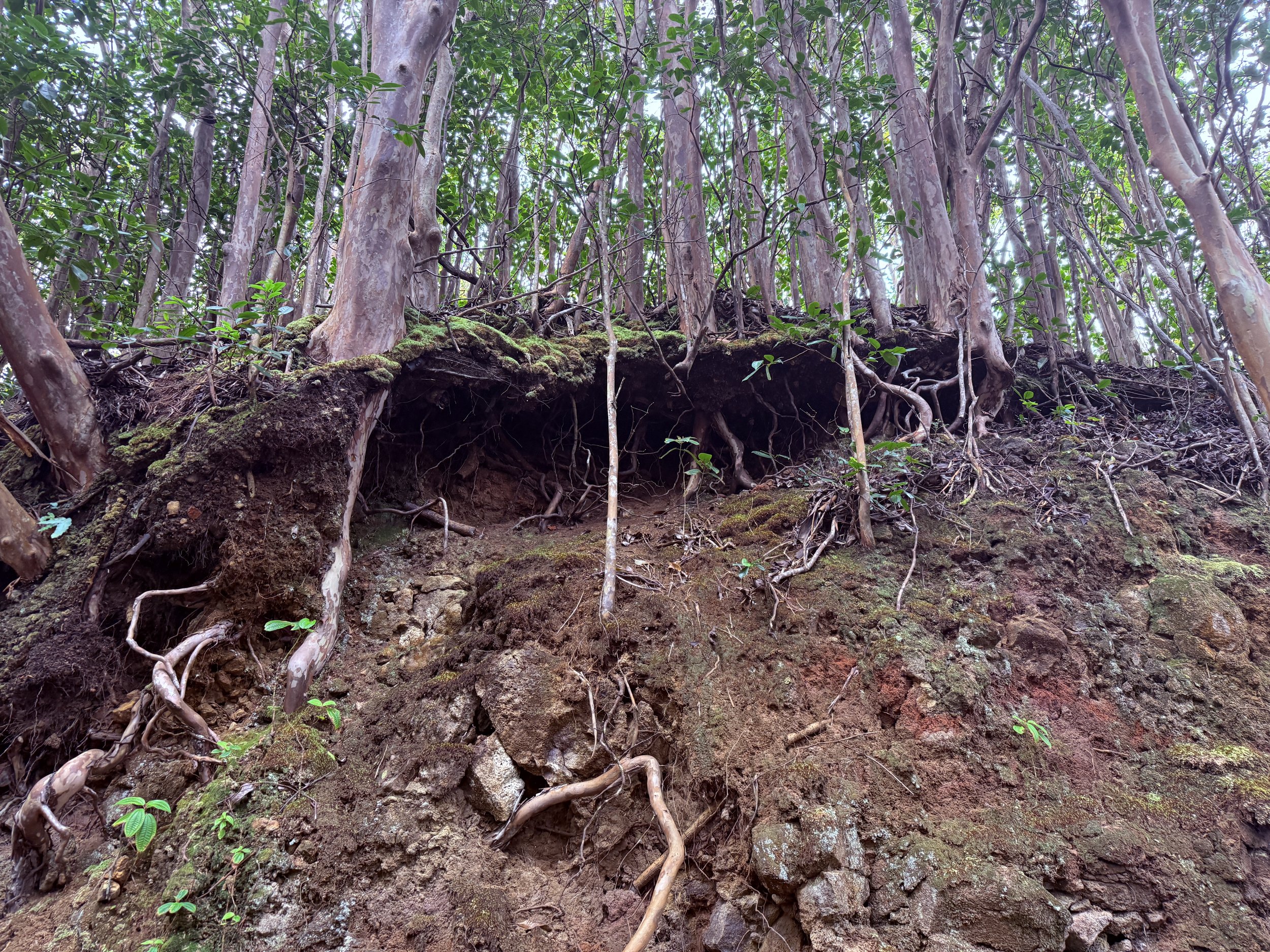 Growing vs. Deepening