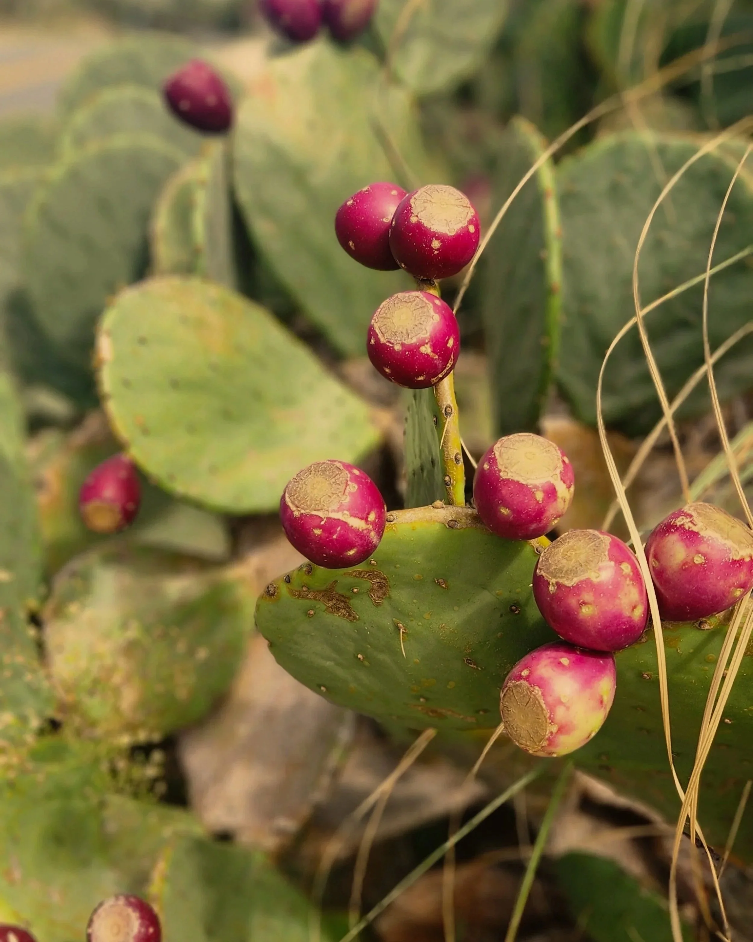 Close-up of ripe red prickly pear fruits on cactus plant with green pads, in a desert environment.
