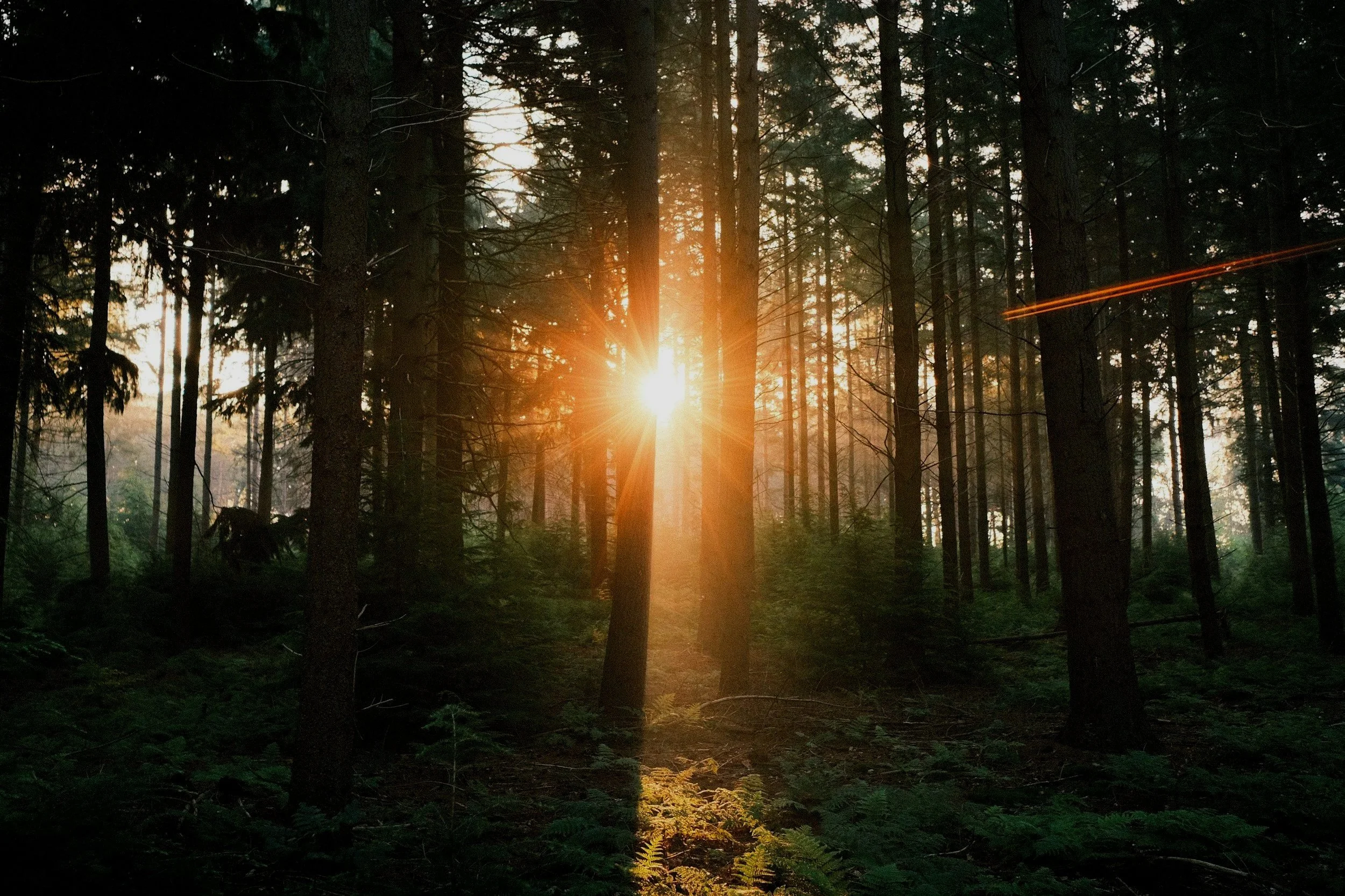 Sunset shining through tall trees in a dense forest at dusk.