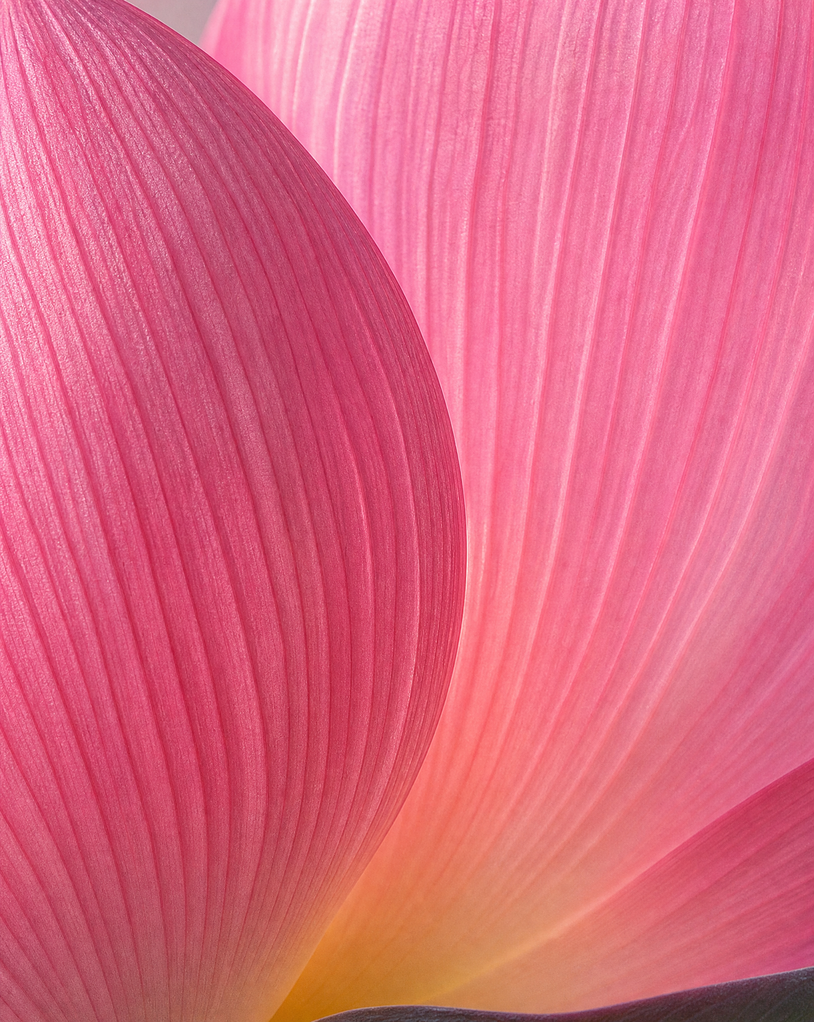 Generated with Kive.ai - remove the logo on the bottom right of the image_ make the lotus lines more like a 3D look.png