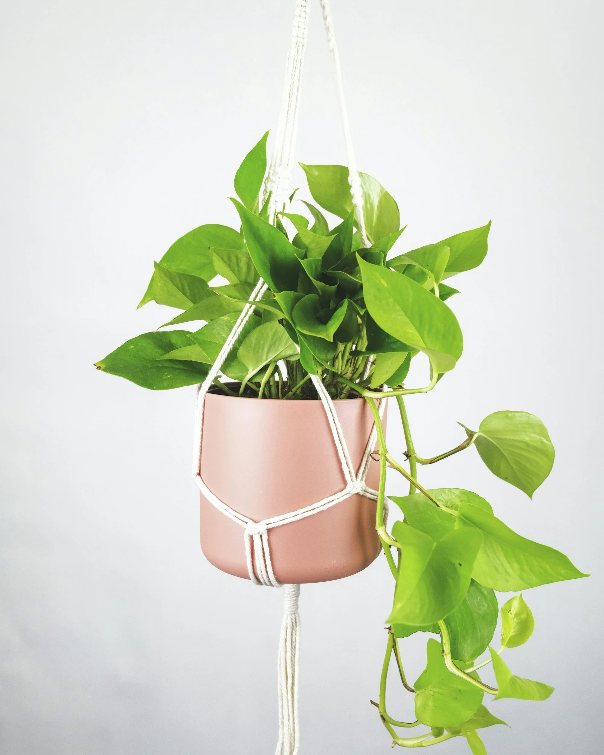 Pink hanging planter with a green pothos plant against a white background.
