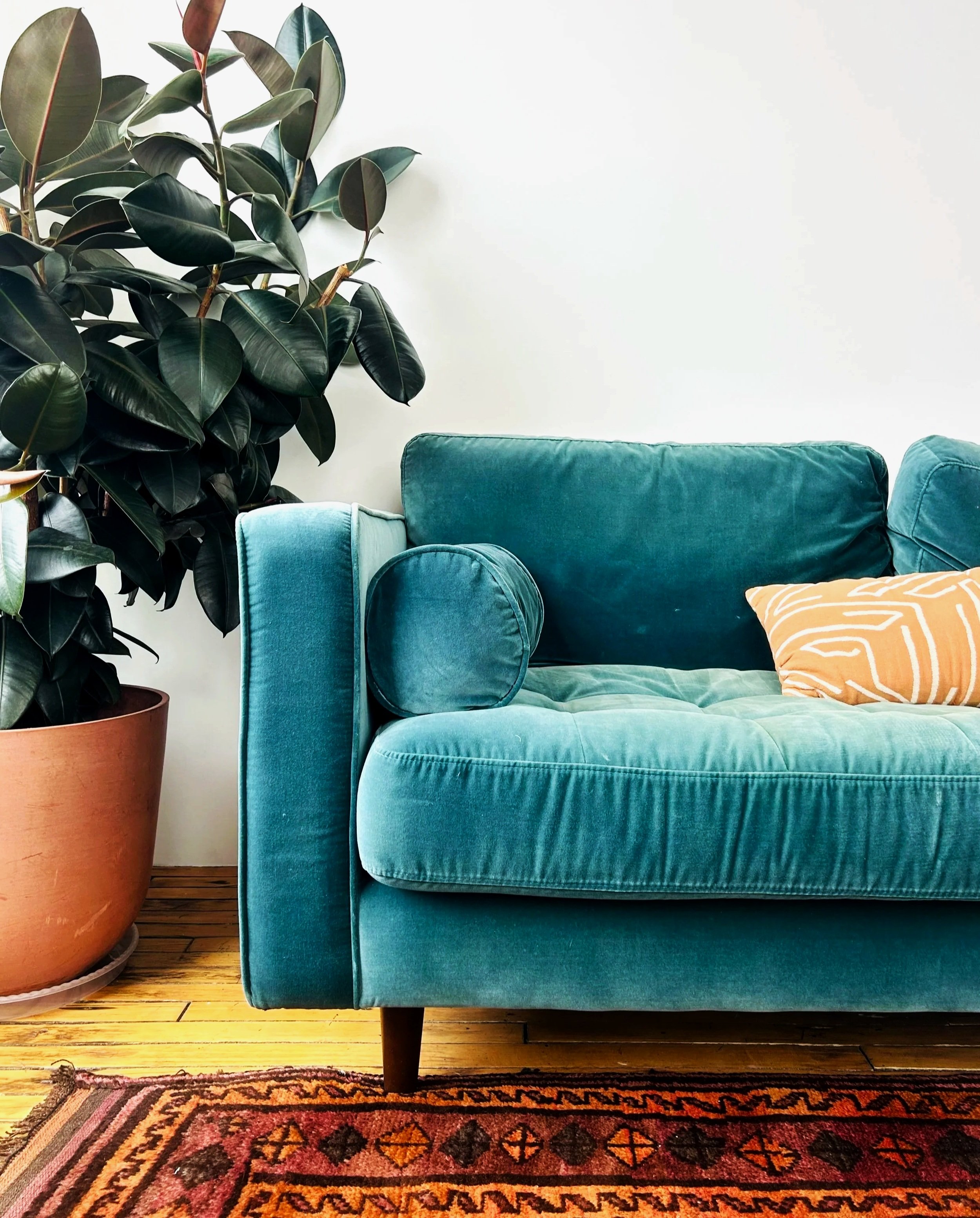 A living room scene featuring a teal velvet sofa with a matching bolster pillow and a yellow decorative pillow with white patterns. To the left, a large potted plant with dark green, oval leaves is placed on a wooden floor next to the sofa, alongside a colorful patterned rug.