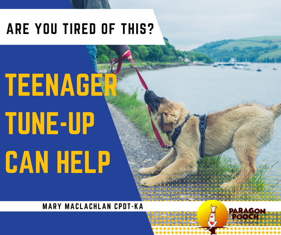 Teenage dog training