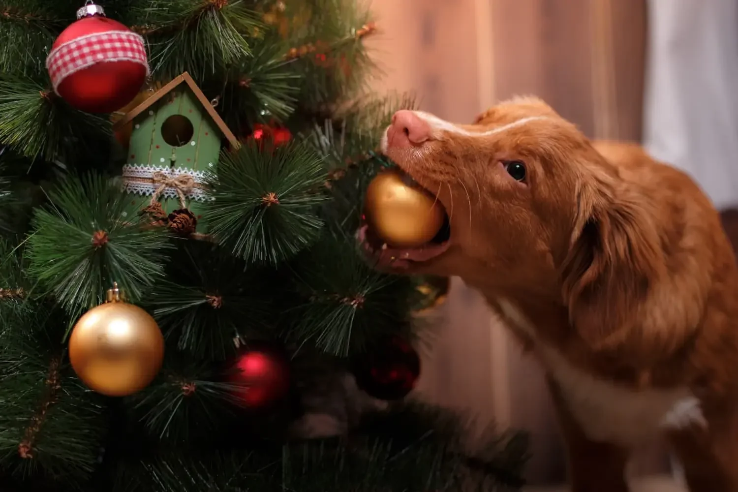 Christmas with No Calamity: How to Enjoy the Season With Your Pets