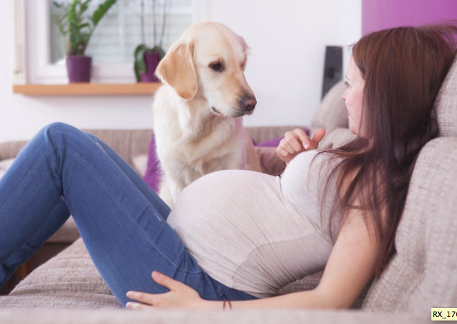 Preparing Your Dog for a New Baby