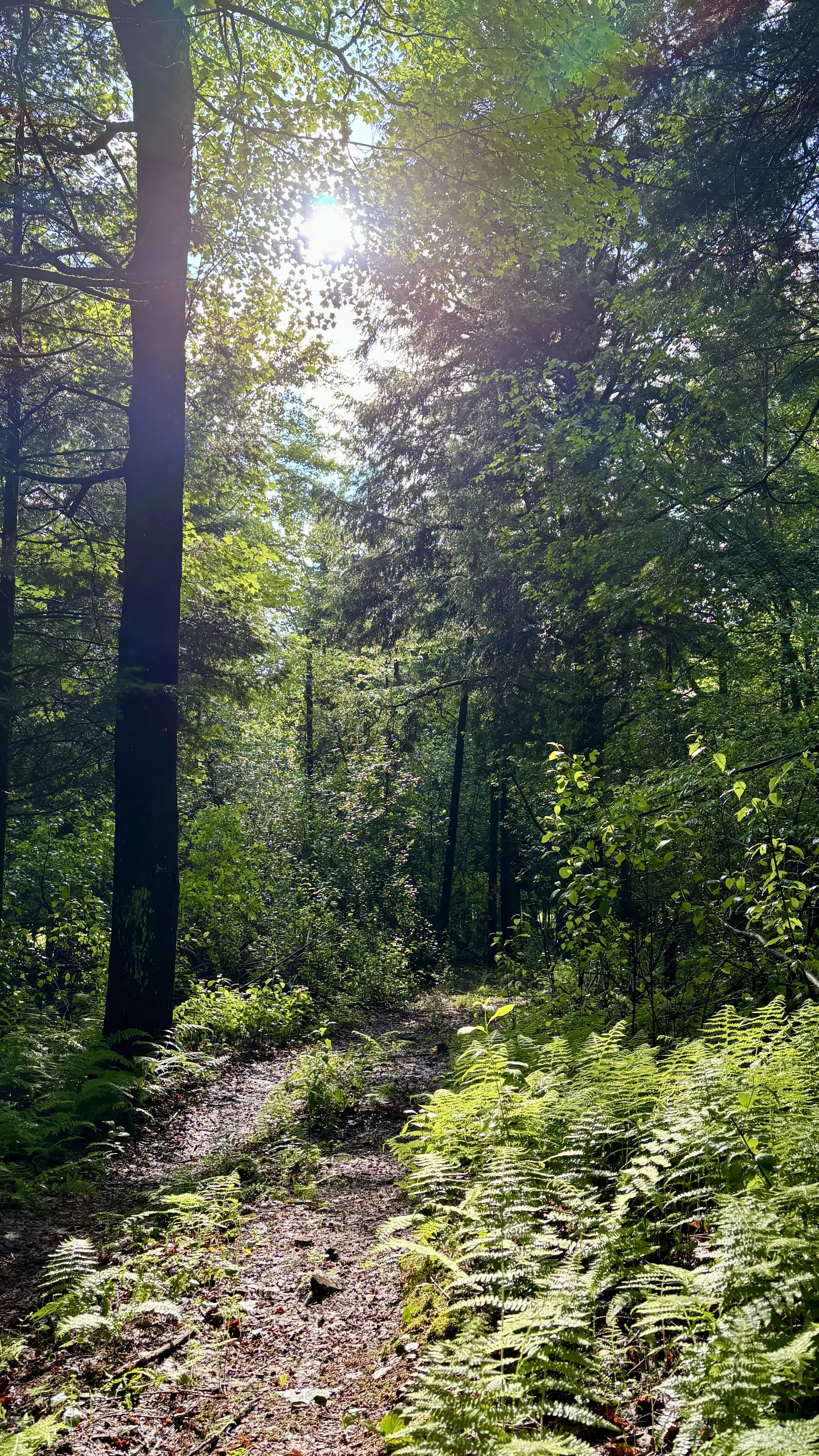 Forestsummer1.jpg