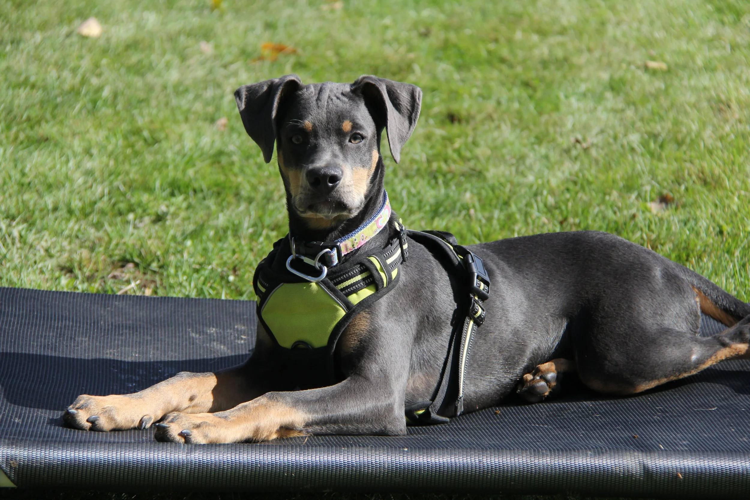 Oranssi previous project