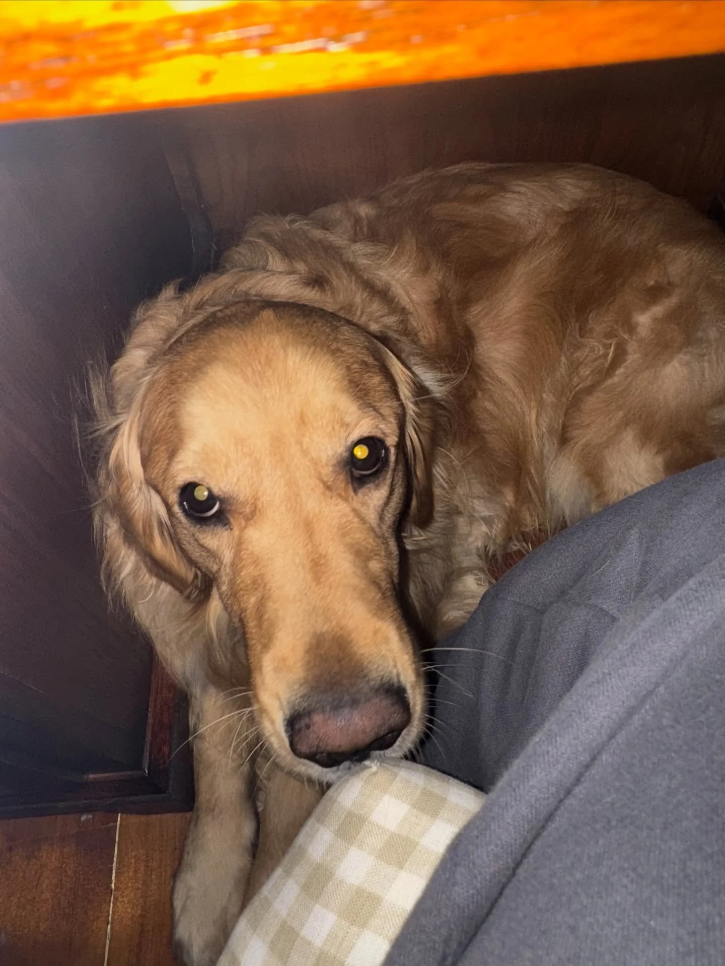 Just so everyone is clear, this is what is under my desk when I&rsquo;m in a session with a client.

Everyone meet my favorite fluffy coworker, Goose!