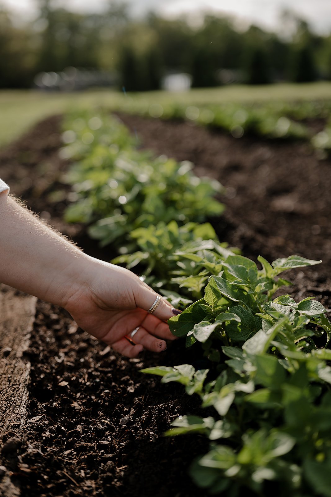 Close-up of a person's hand with rings touching soil and a row of green plants in a garden or farm, sunlight shining.