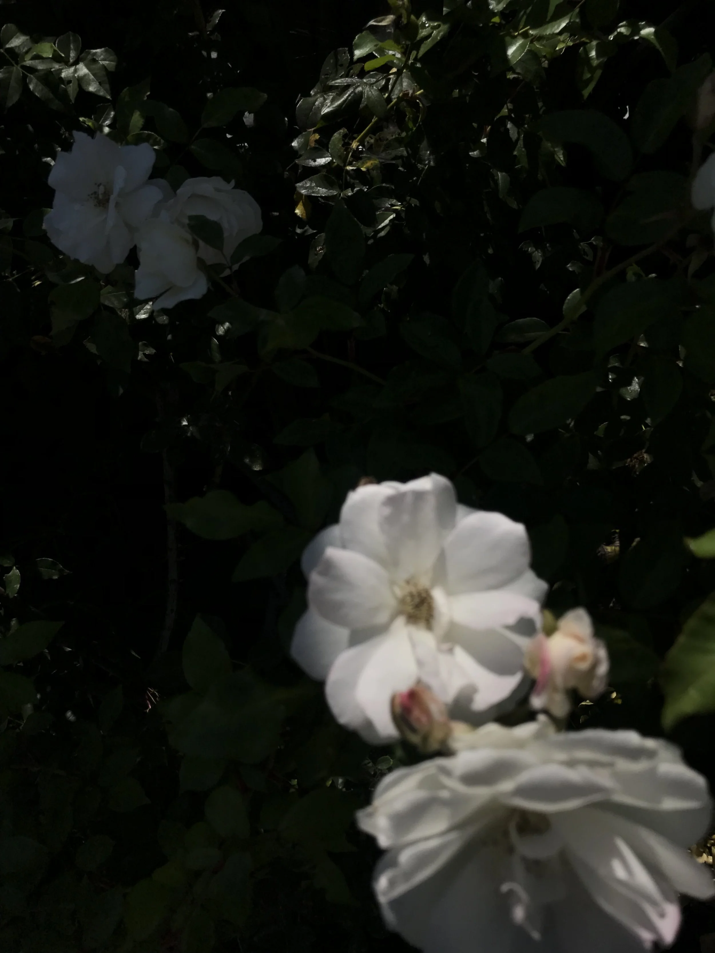 IMG_8453.jpeg
