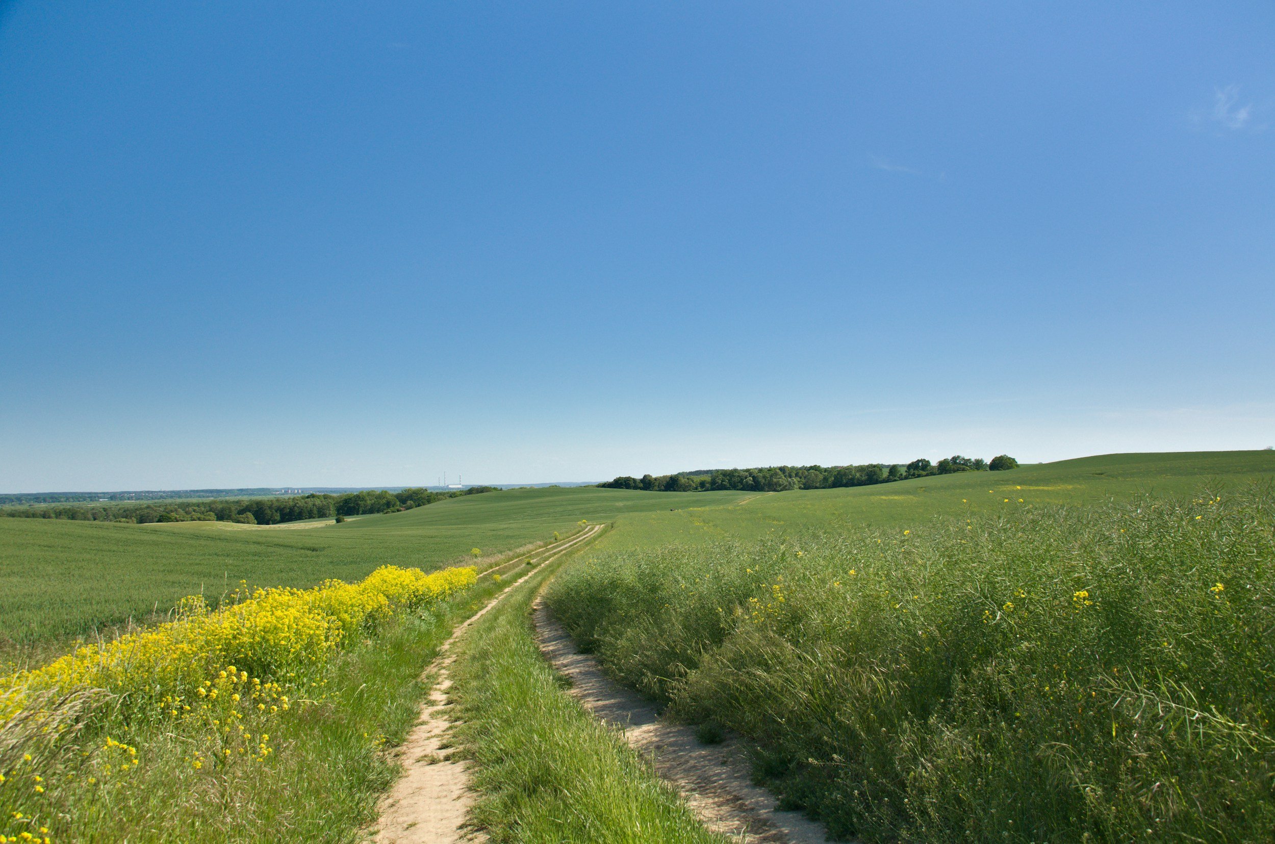 A dirt path winding through green fields under a clear blue sky with a few clouds, with sparse trees in the distance.