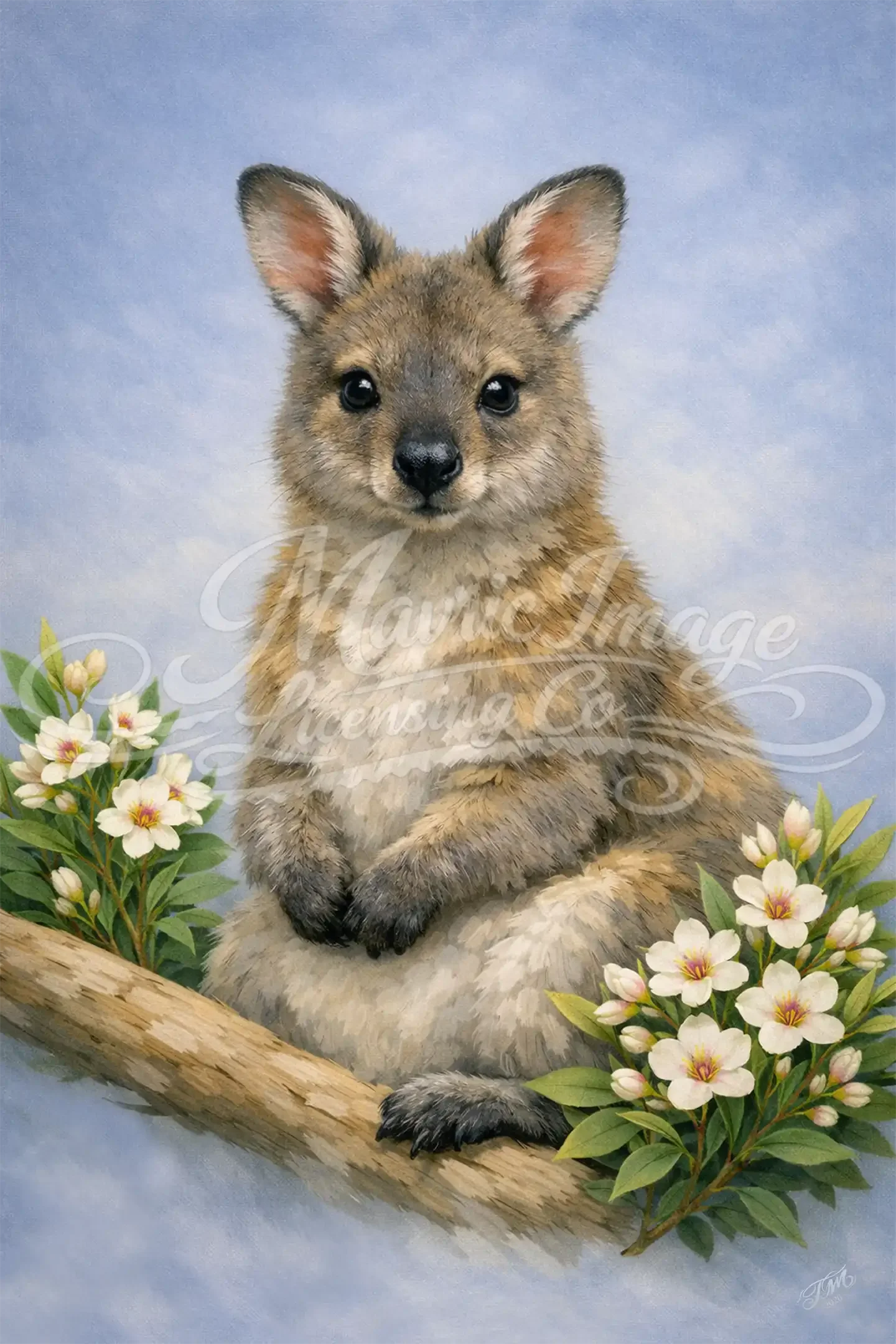 Tasmanian Wallaby image for art licensing