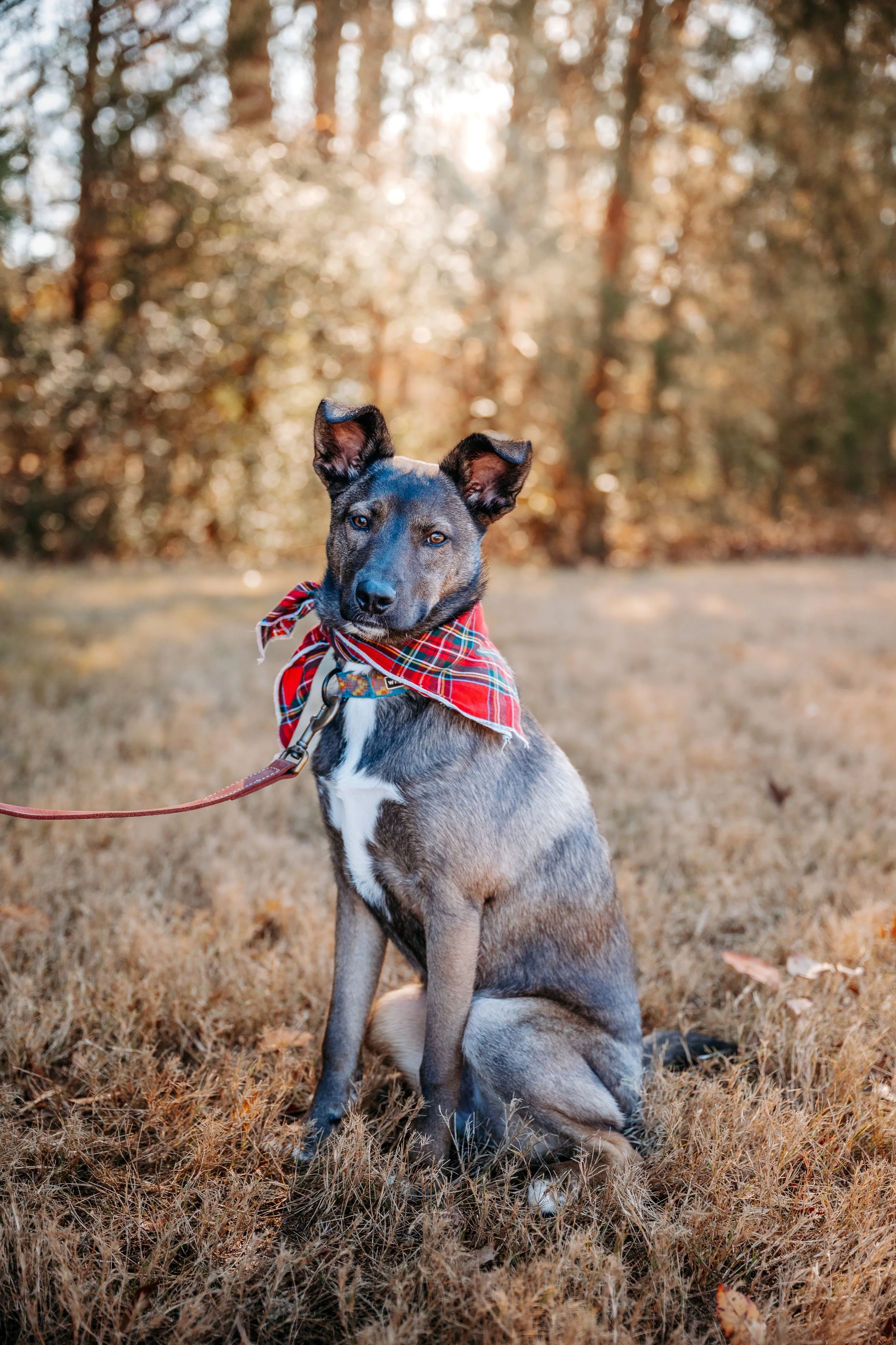 A dog sitting on grass in a forested area with trees, wearing a red plaid bandana around its neck.