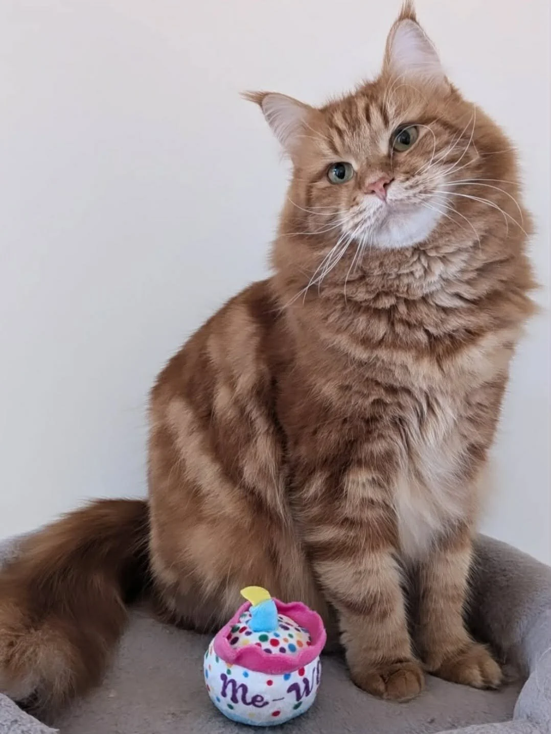 att.5l8txoBRHKwYdjE_xATDoxqjjphxjmQN09TFDcwGrDM 2.JPG