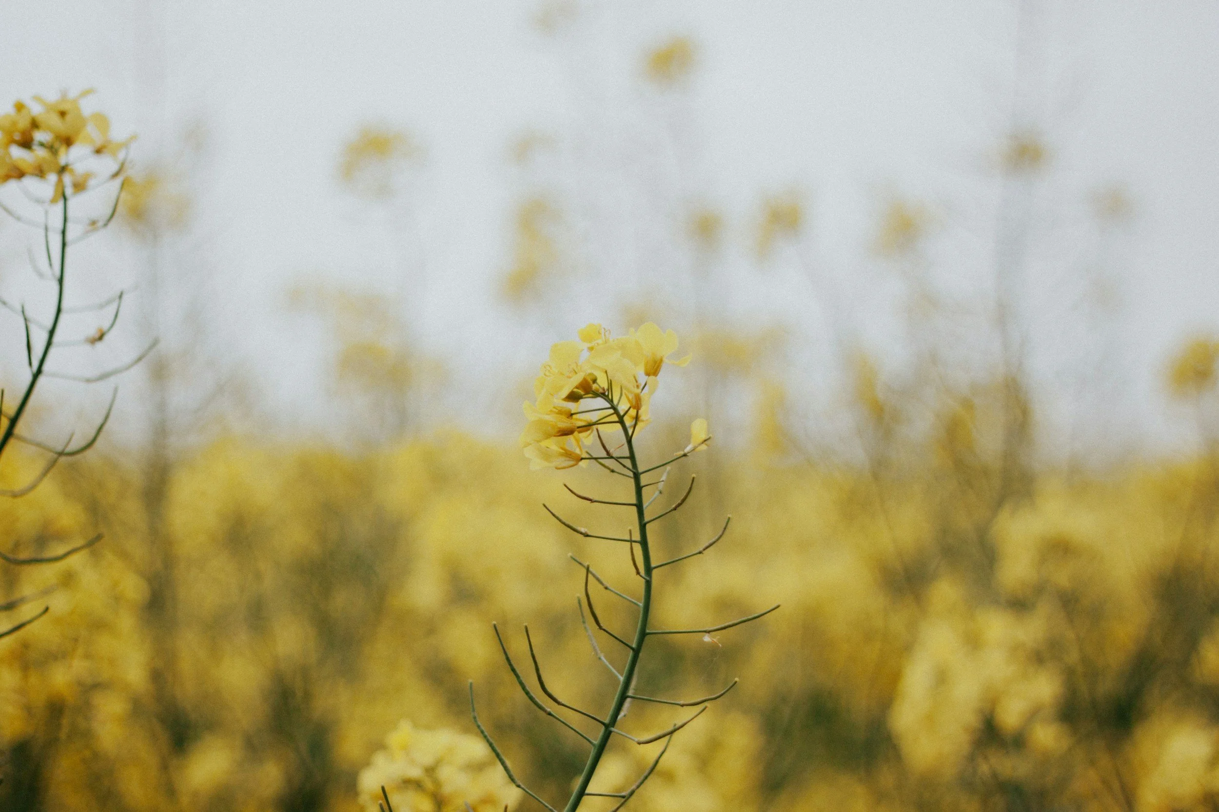 Close-up of a yellow flowering plant with a blurred background of more yellow flowers and a gray sky.