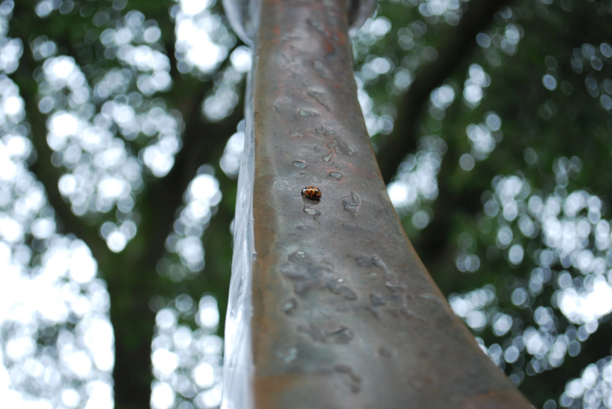 Merrion Square, November (2022)