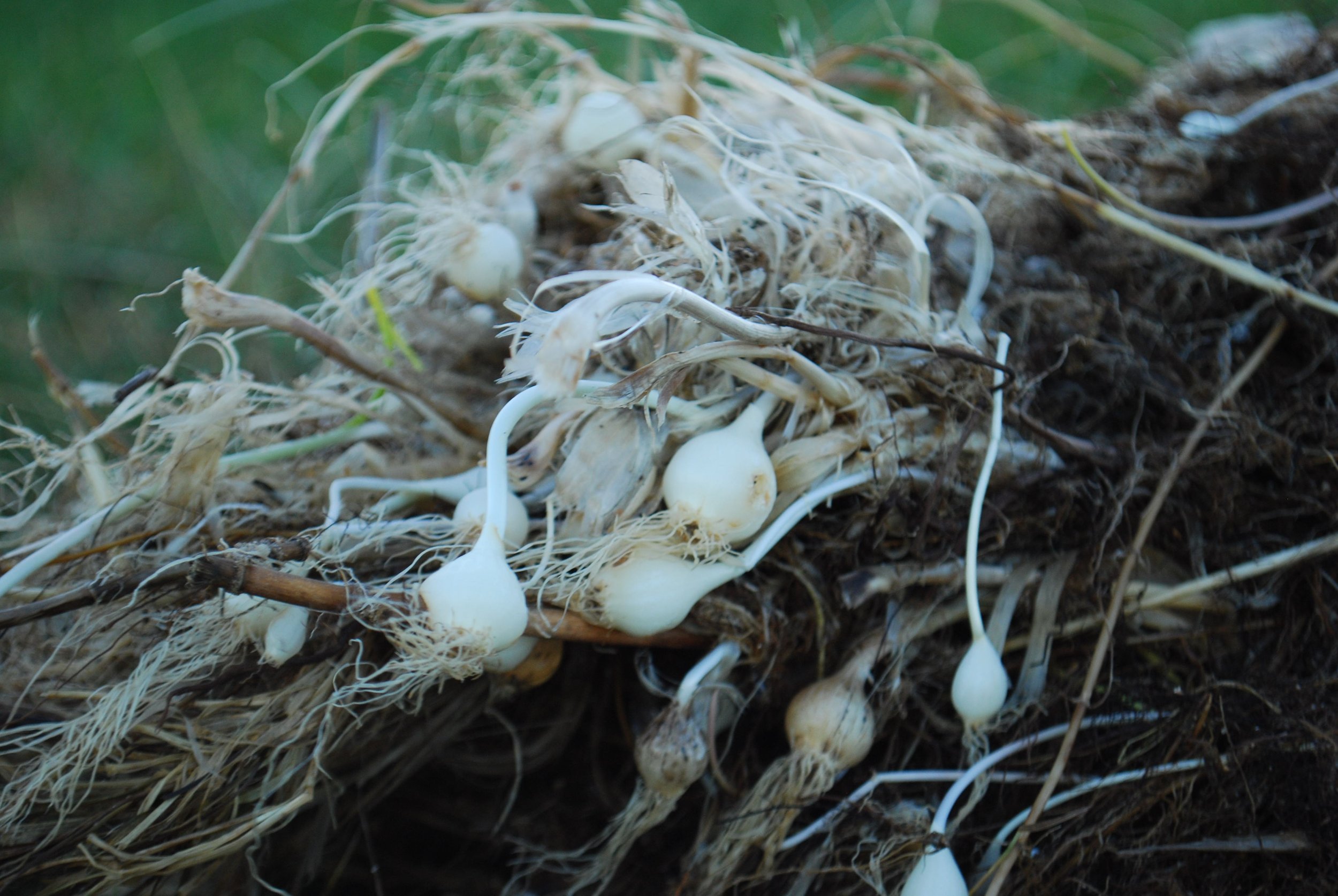 Malahide, After the Storm (2022)