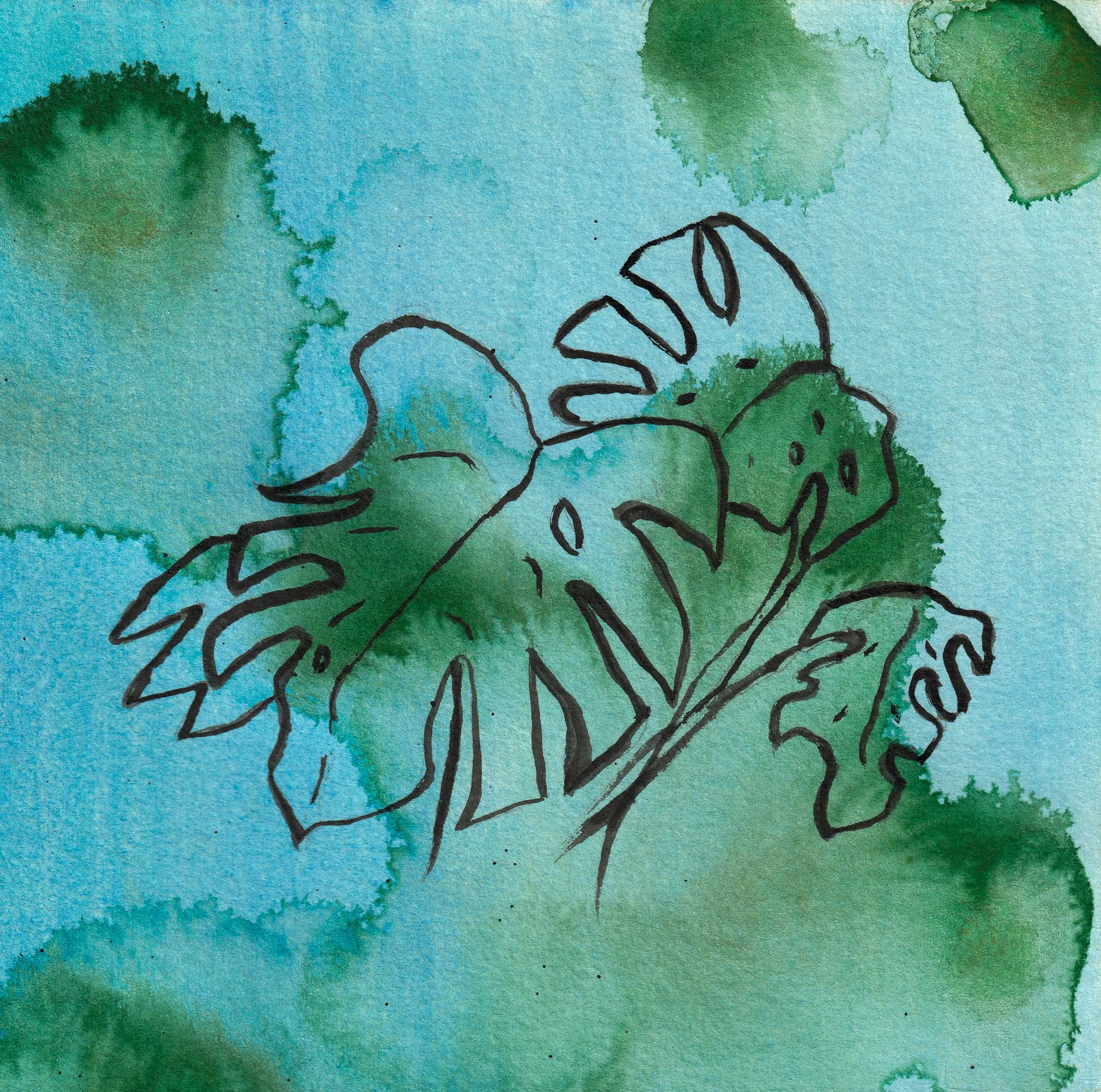 Monstera Plant  #2