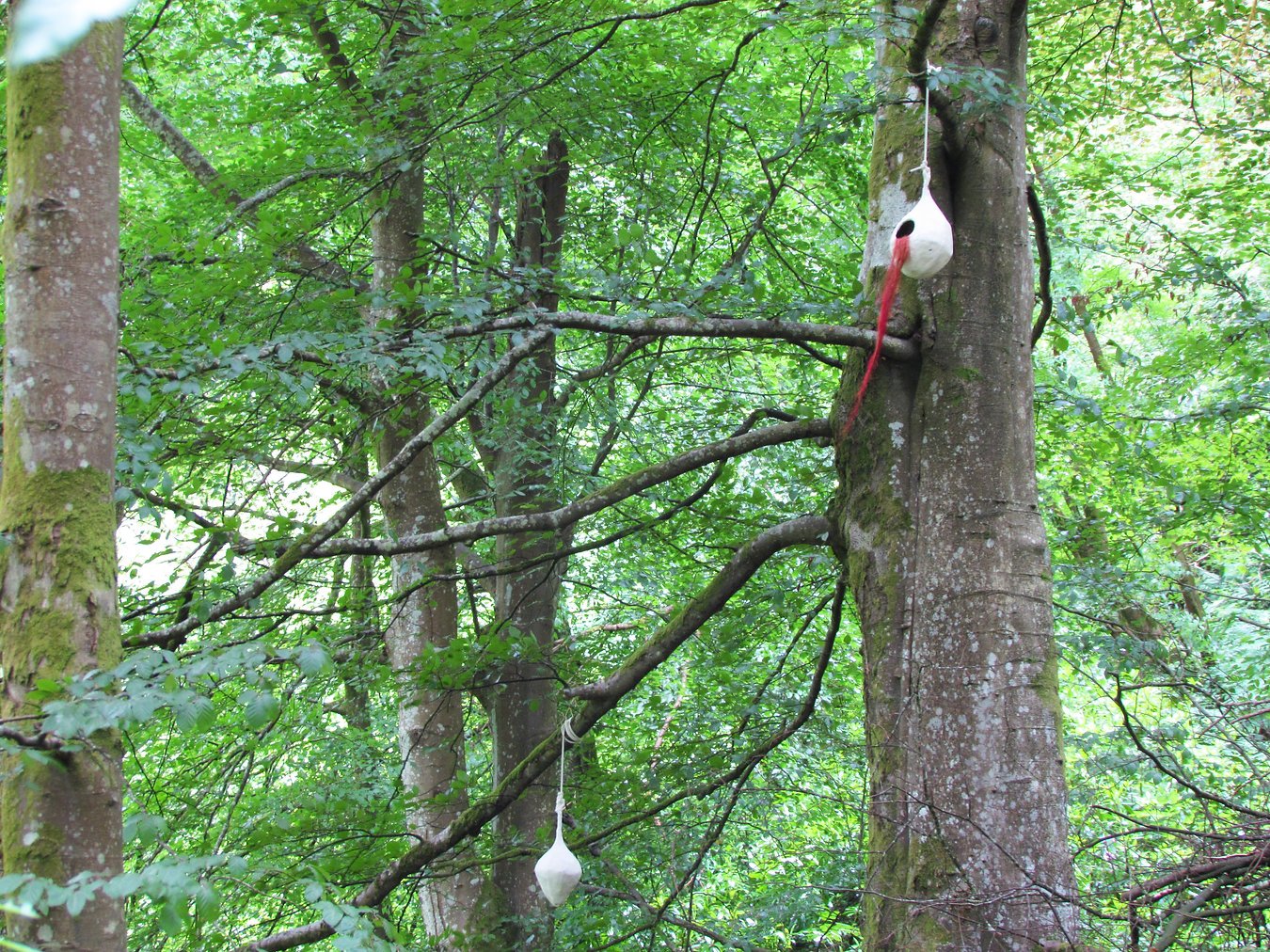 Tree with two hanging decorative objects resembling white balloons with red and black accents, suspended in a lush green forest.
