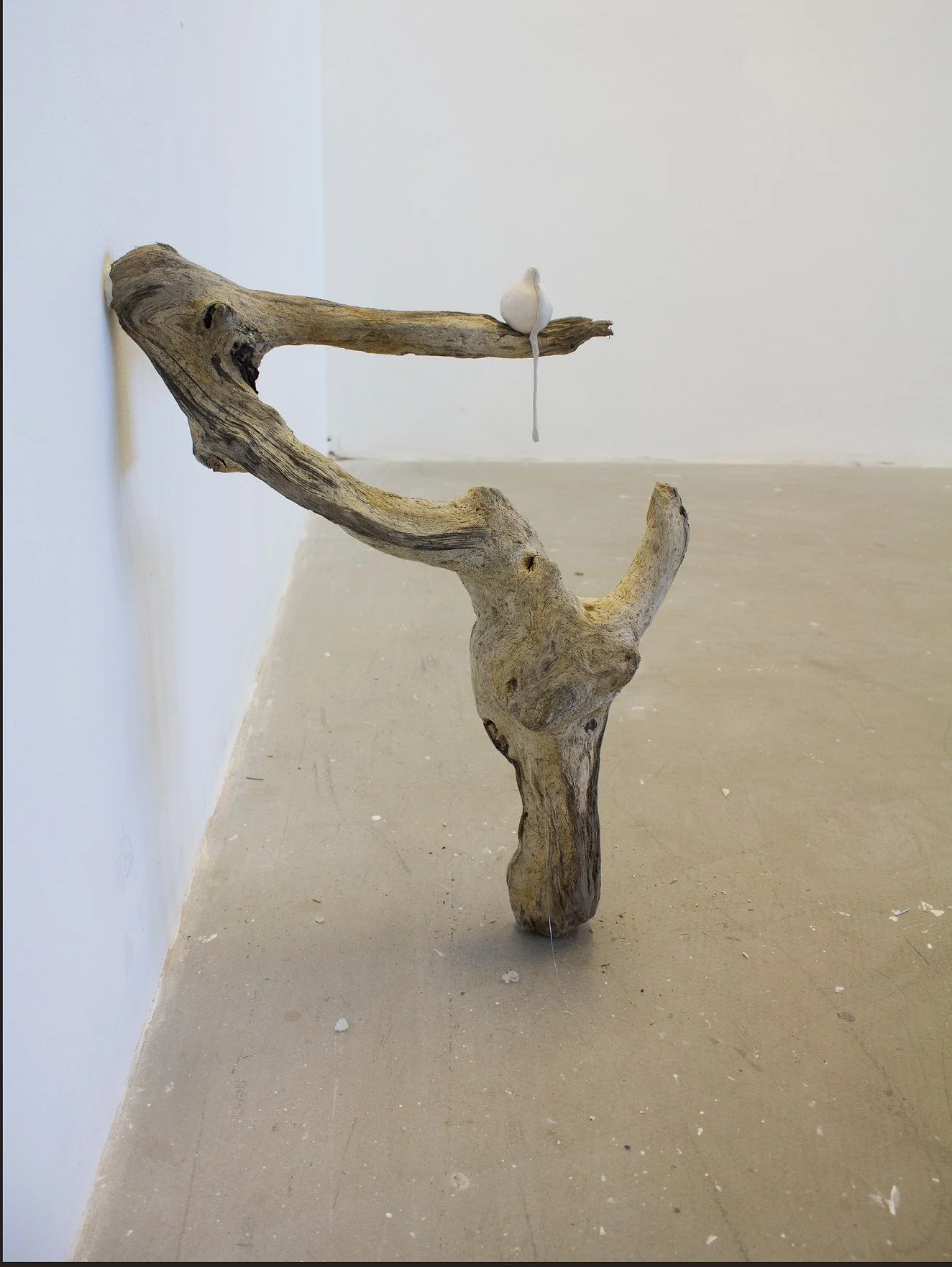 A piece of driftwood on the floor in a gallery, with a small white object resembling a hook-shaped sculpture hanging from the top of the driftwood.