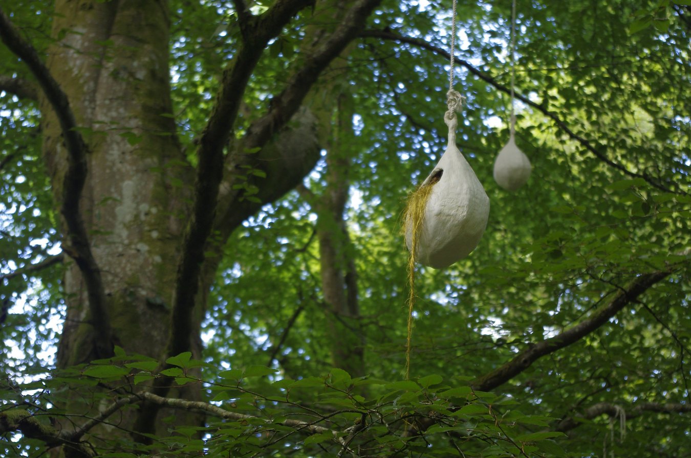 Two hanging nest-like structures made of white material, suspended from a tree branch in a lush green forest.