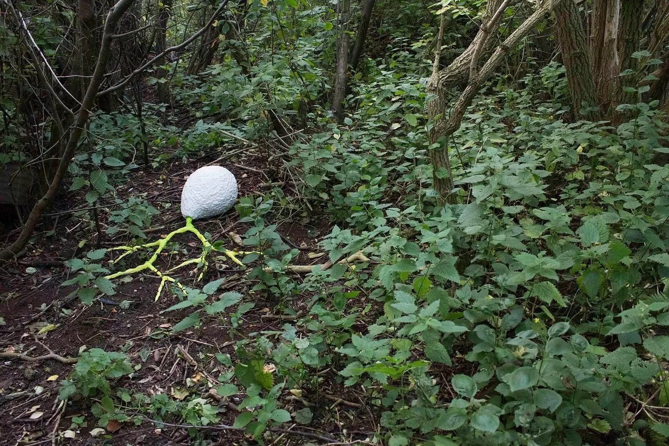 A cluster of green bushes and trees in a forest. There is a large white spherical object with yellowish-green branches extending from it lying on the ground among the bushes.