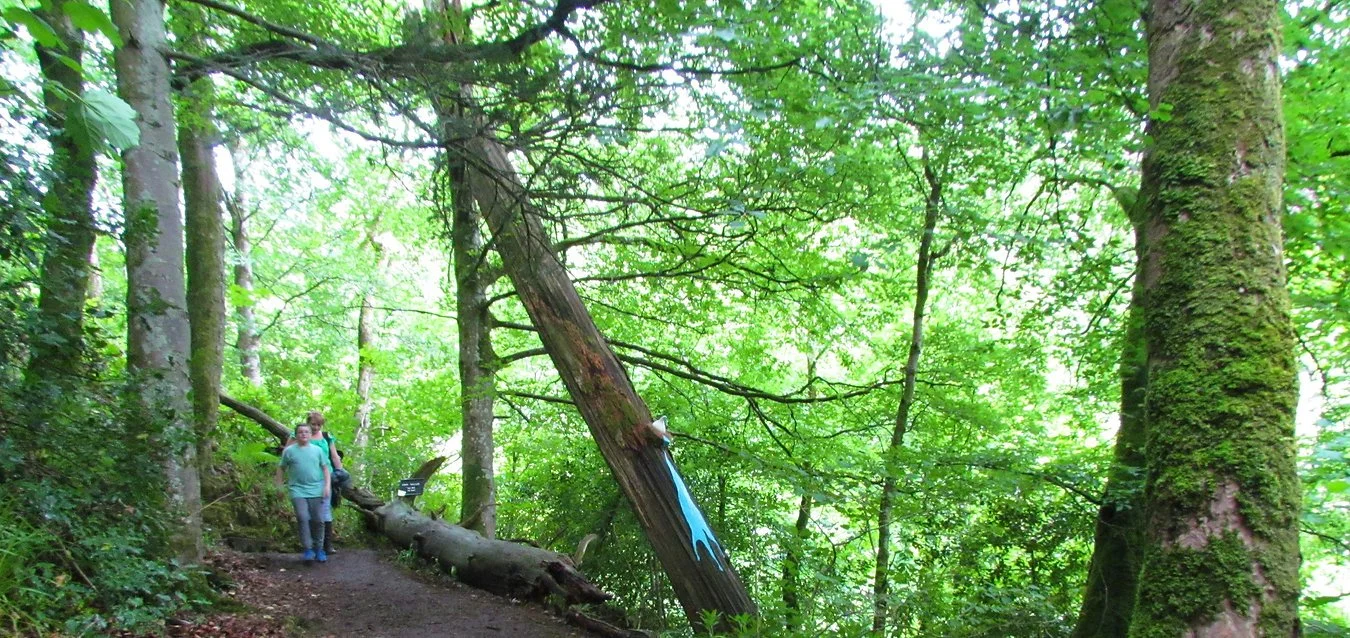 Two people walking on a forest trail surrounded by green trees with a fallen tree leaning against another tree in the background.