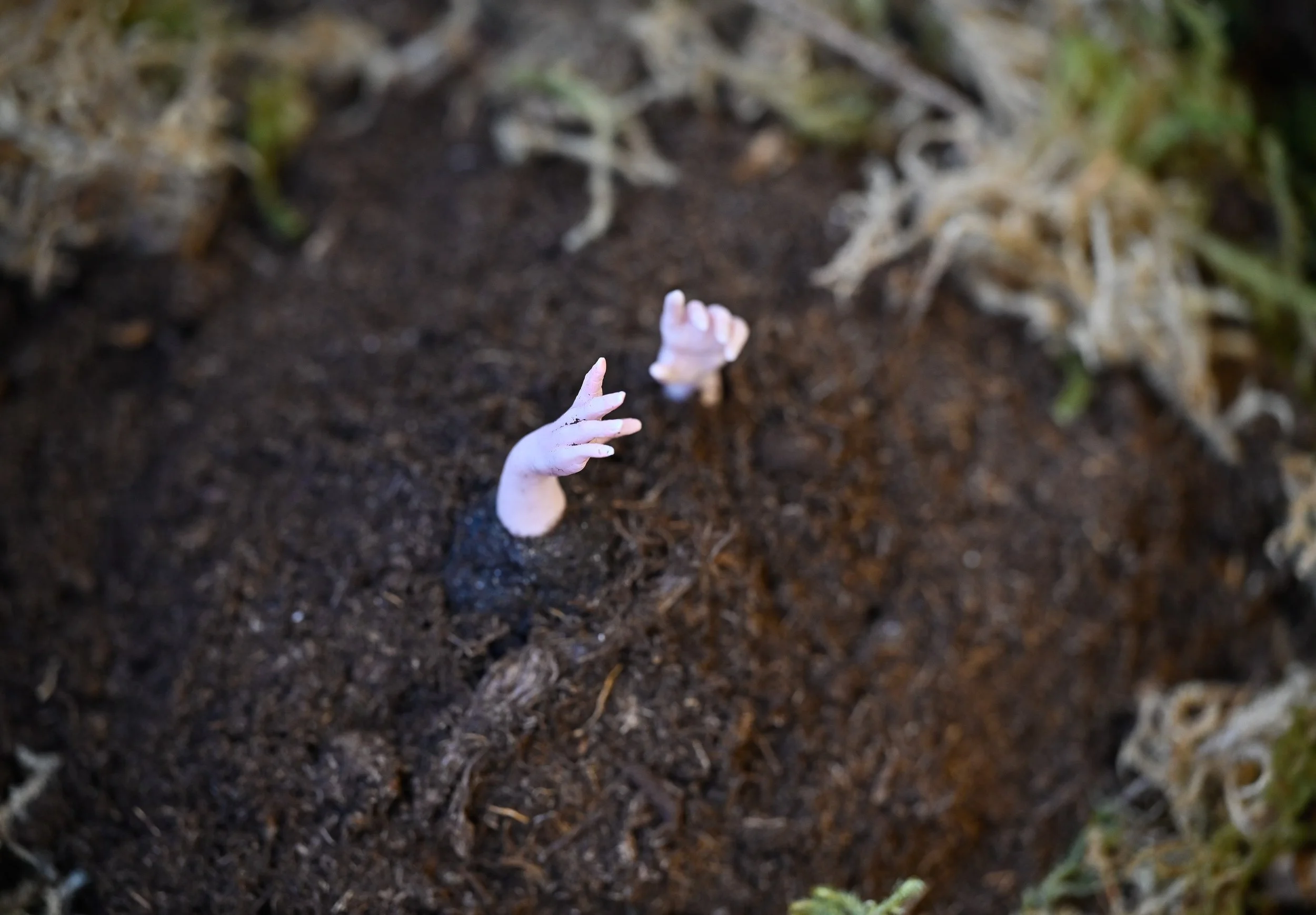 small limbs emerging from  dark soil