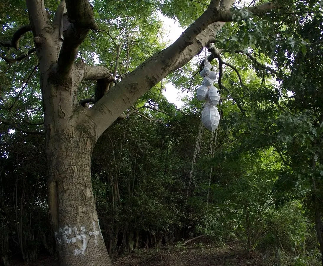 A tree with a cluster of white paper cocoons hanging from one of its branches.