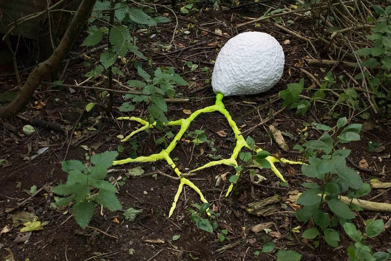 A white egg-shaped object with a textured surface on the ground among green plants and twigs, with a yellow, branch-like vine structure attached to it.