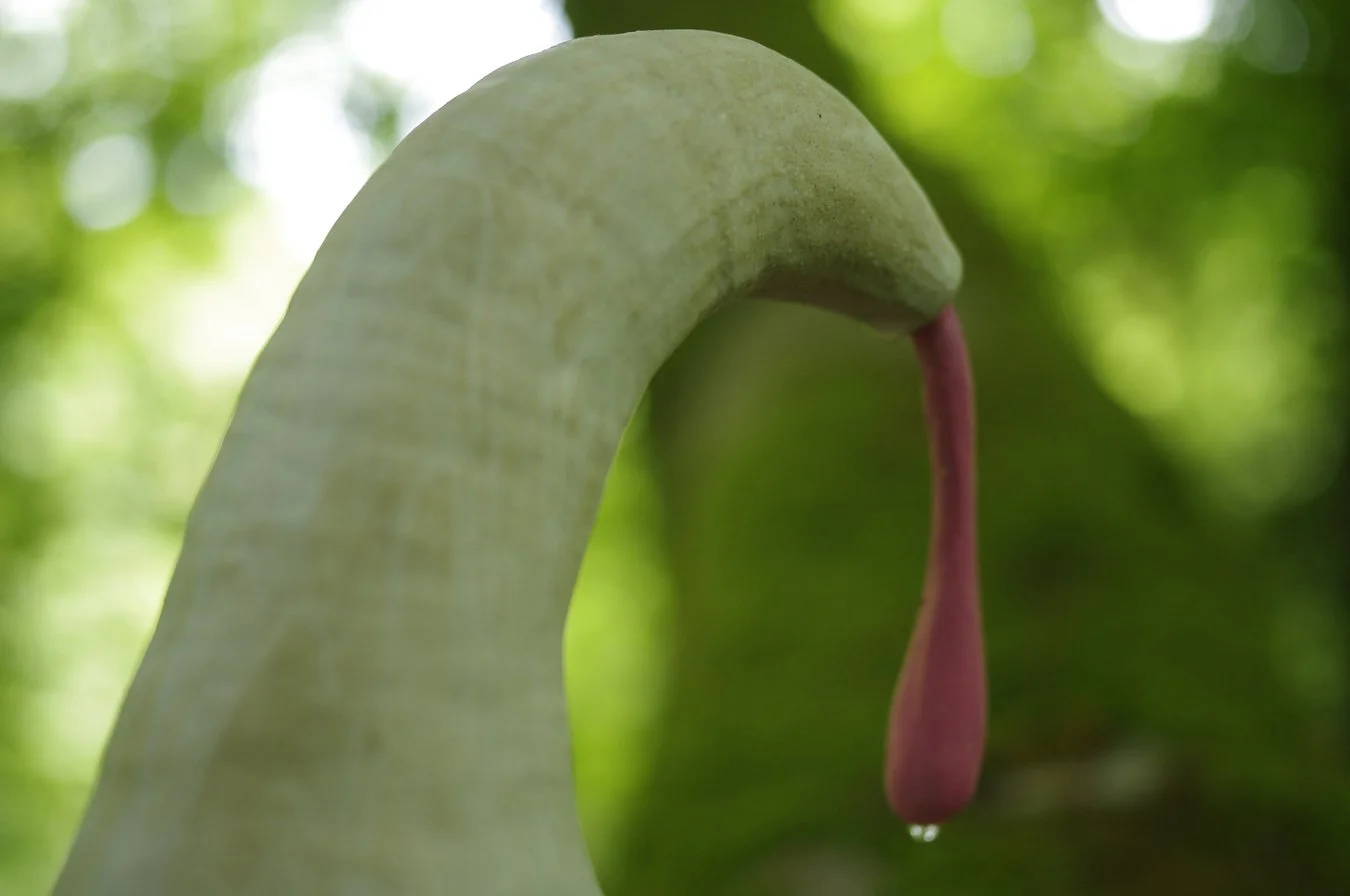 Close-up of a white, curved ceramic pot with a pink stalk hanging downward with a water droplet at the tip, against a blurred green background.