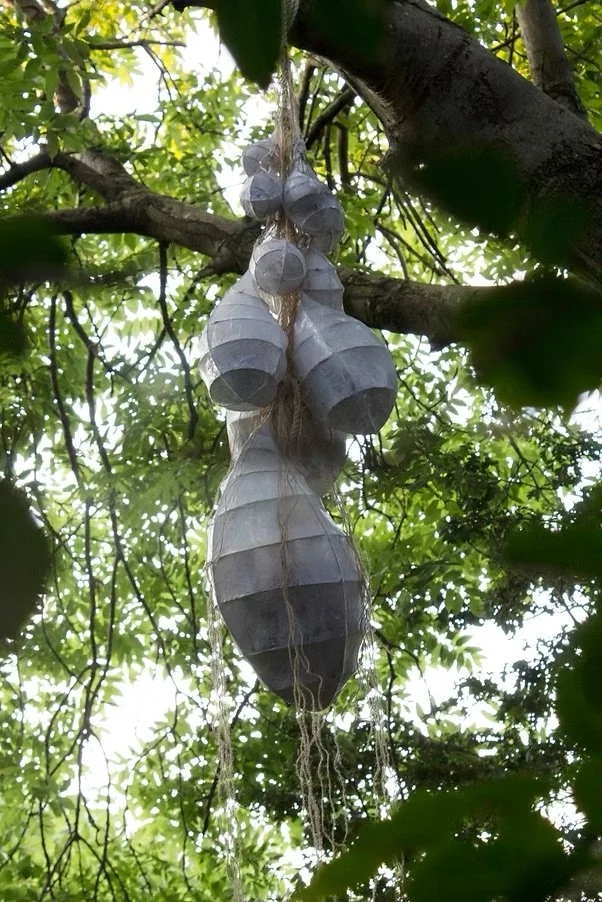 A tree with a cluster of white paper cocoons hanging from one of its branches.